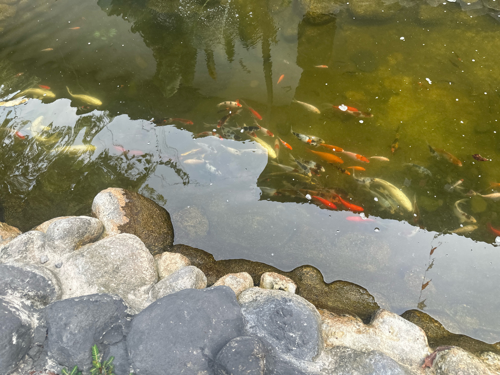 The image captures a pond filled with numerous koi fish, ranging in color from vibrant orange and red to white and speckled patterns. The water is somewhat murky, with reflections of the surrounding environment visible on its surface. The pond is bordered by a collection of rocks, some large and dark, others lighter and more rounded. In the foreground, a few green leaves sprout from the edge of the pond. The scene appears to be an outdoor decorative pond, possibly in a garden or park setting.
