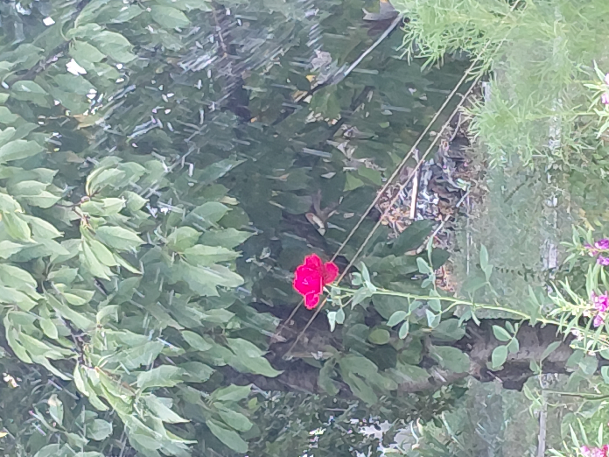 A single, vibrant red rose stands in bloom against a backdrop of lush green foliage and a tree trunk. The rose, a focal point of the image, is positioned in the lower left quadrant, with its petals unfurled and catching the light. Its stem is green and appears to be slender, with a few small leaves attached. Behind the rose, a dark, rough-barked tree trunk is visible, with its branches extending upwards and outwards, covered in a dense canopy of broad, green leaves. The overall environment suggests an outdoor setting, possibly a garden or park. The lighting appears to be natural daylight, casting soft shadows and highlighting the textures of the leaves and petals.