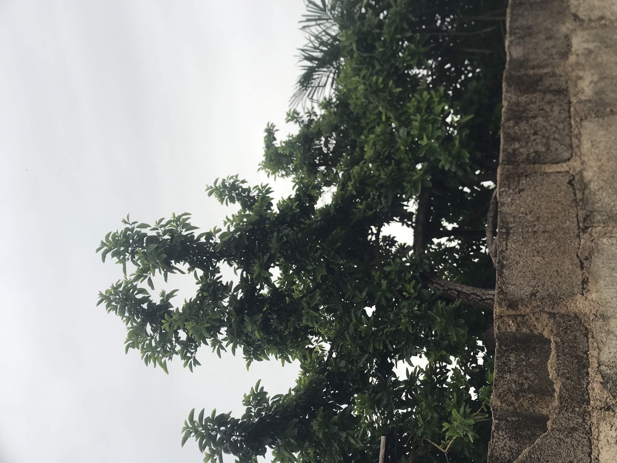The image depicts an outdoor scene with lush green trees silhouetted against a cloudy sky. In the foreground, a textured, grey concrete wall made of rectangular blocks runs horizontally across the frame. The wall appears weathered and slightly uneven, with visible mortar lines between the blocks. Behind the wall, the dense foliage of several trees dominates the upper portion of the image. The leaves are a vibrant green, and the branches create a complex, layered pattern. The sky is overcast, providing soft, diffused light that highlights the shapes of the leaves and branches. There are no people or animals visible in the frame. The scene is likely a residential area or garden within the city of Kabong, Nigeria.