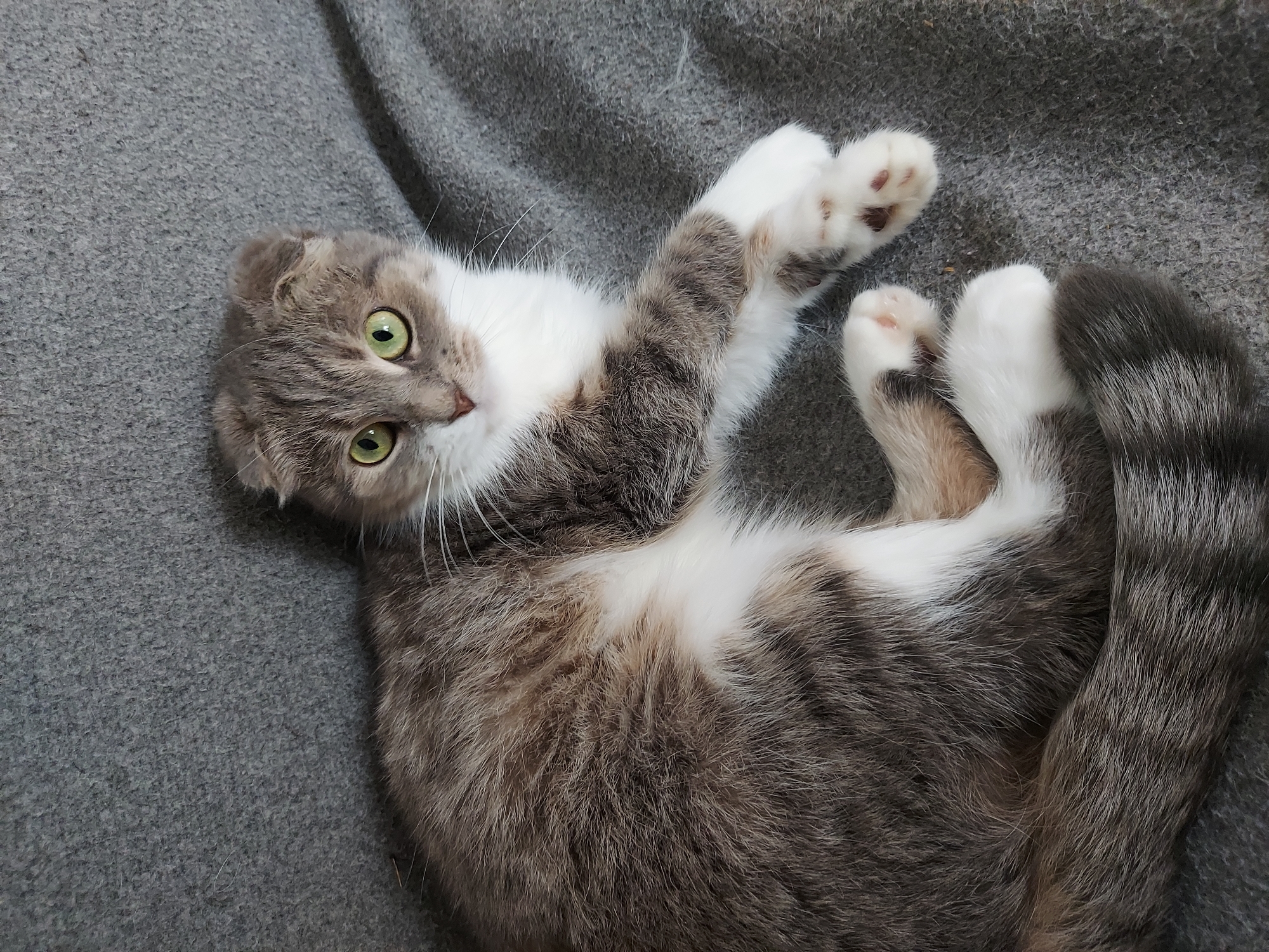 A domestic cat, specifically a Scottish Fold breed, is the central subject of this close-up, high-angle shot. The cat has a distinctive coat pattern of grey tabby markings mixed with large patches of white fur, often referred to as a bi-color tabby. Its folded ears, characteristic of the breed, are visible on the top of its head. The cat possesses striking, bright green eyes that are directed towards the viewer, giving an alert and curious expression. White whiskers extend from its snout.
The cat is lying on its back or side, with its body twisted slightly, and its front and back paws are visible and somewhat splayed. The white fur on its paws contrasts with the grey and white fur of its body, and faint pink toe beans are visible on its upturned paws. A thick, striped tail, predominantly grey with darker tabby bands, is curled towards the right side of the frame.
The setting appears to be indoors, with the cat resting on a soft, grey textile surface, likely a blanket or throw. The fabric has a visible texture, suggesting it is woven or knitted. The lighting is even and soft, highlighting the cat's fur and features. There is no visible text in the image. The overall impression is one of a relaxed or playful pet in a comfortable home environment.
