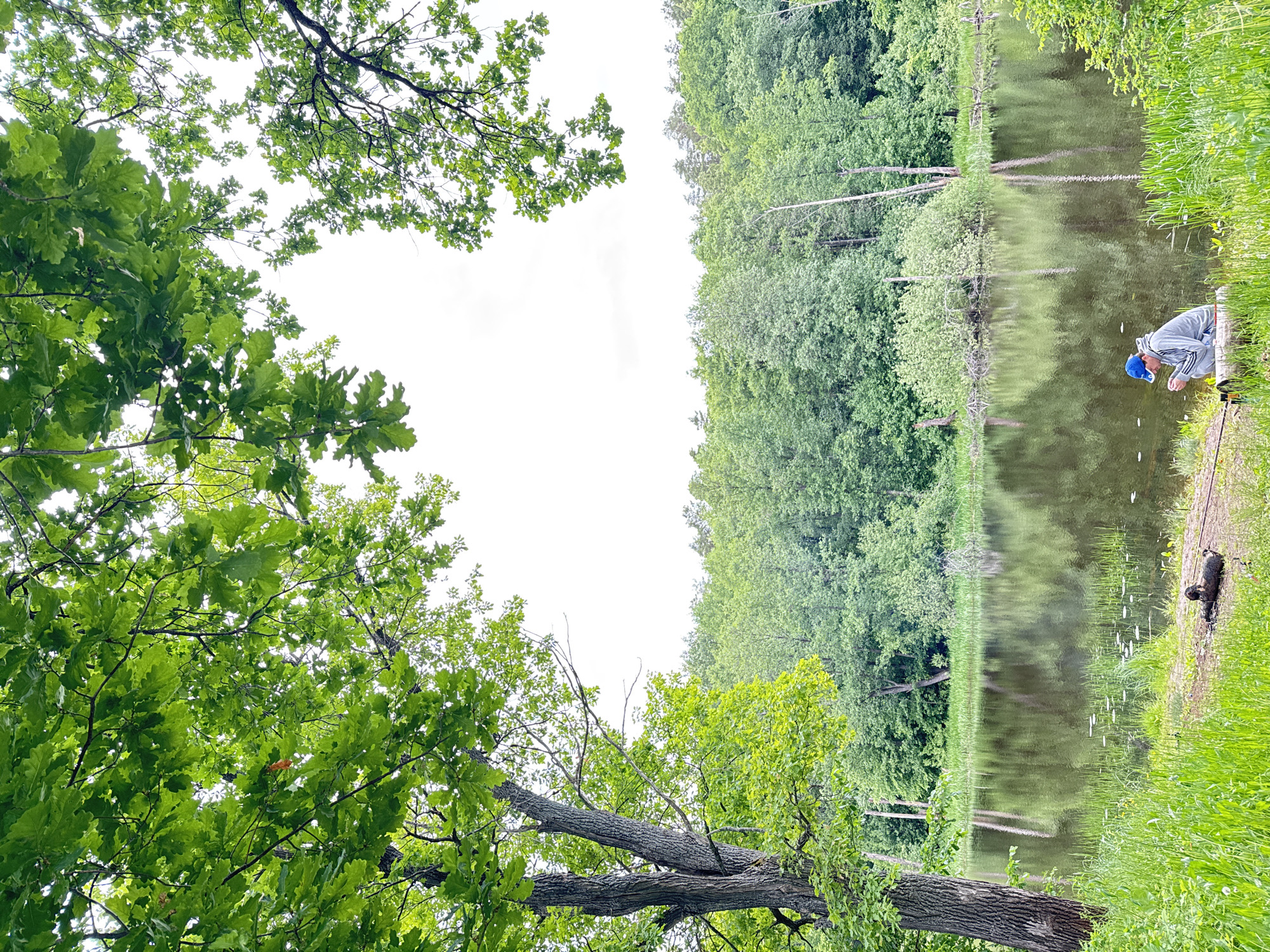 The image depicts a tranquil outdoor scene in Chaikovsky, Russia, featuring a body of water, likely a lake or pond, surrounded by lush green vegetation under an overcast white sky. The upper portion of the frame is dominated by a dense canopy of bright green deciduous tree leaves and branches. A prominent tree trunk with textured bark is visible on the left side of the foreground.
On the right side of the foreground, a single individual is seated on a low log or stump at the water's edge. The person is wearing a grey tracksuit with white stripes and a blue baseball cap, and appears to be focused on adjusting fishing equipment. A fishing rod extends into the water from their position. To the left of the individual, a dark-colored dog is lying on the grassy bank, seemingly at rest, with a leash or rope visible beside it.
The water surface is calm, reflecting the dense green forest that constitutes the opposite bank. Small, round floating plants, possibly lily pads, are scattered on the water near the foreground. The banks of the water body are covered with tall green grass and other low-lying vegetation. The background features a thick line of trees, indicating a forested area.
