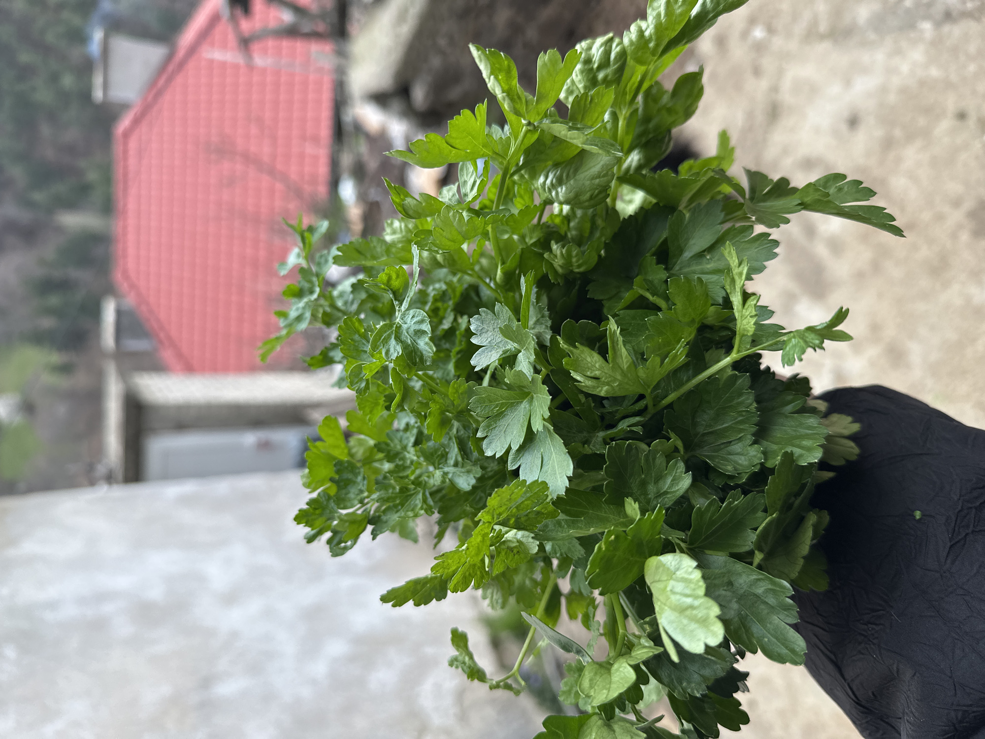 A bunch of parsley is held in someone's gloved hand. In the background is a building with a red roof. The picture was taken in the city of Pripek, Bulgaria.