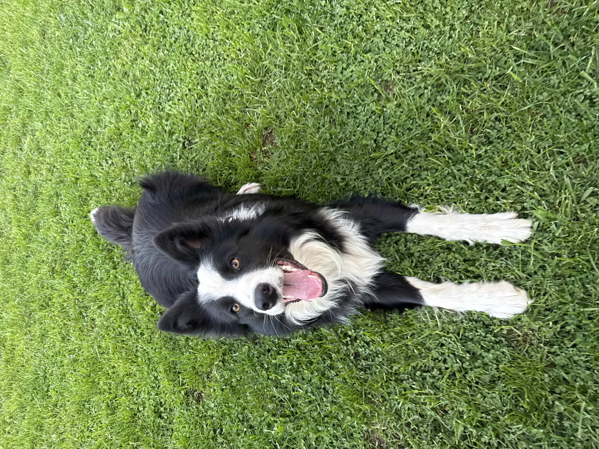A black and white Border Collie dog is the central subject of the image, lying on its back on a vibrant green lawn. The dog is looking directly upwards at the camera with a wide, open-mouthed expression, revealing its pink tongue and white teeth, suggesting joy or playfulness. Its brown eyes are bright and engaged. The dog's fur is predominantly black with significant white markings on its chest, paws, muzzle, and a stripe running between its eyes.
The setting is an outdoor grassy area, likely a park or a backyard, indicated by the dense, healthy green grass that covers the entire background and foreground around the dog. The lighting appears bright and natural, consistent with daytime conditions. No specific landmarks or other objects are visible to pinpoint a precise location within Berkovitsa, Bulgaria, but the scene depicts a common outdoor environment suitable for pets. There is no visible text in the image.