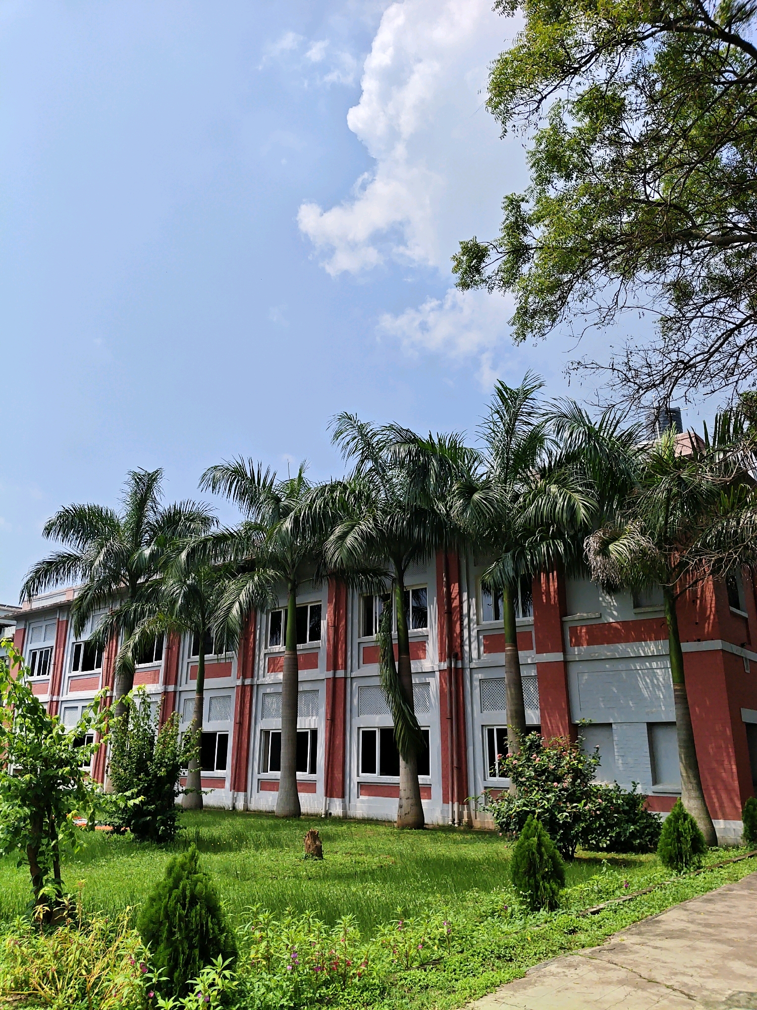 The image depicts a red and gray building with multiple windows, flanked by a row of tall palm trees. The building's facade is predominantly red with gray accents around the windows and along horizontal bands. Lush green grass covers the ground in front of the building, interspersed with various shrubs and small trees, including some conical evergreens. A paved walkway runs along the right side of the frame. The sky above is a clear light blue with scattered white clouds. The overall scene suggests an outdoor environment, possibly a campus or institutional setting, in Mandar, India, given the presence of palm trees and the architectural style. There are no people visible in the image.