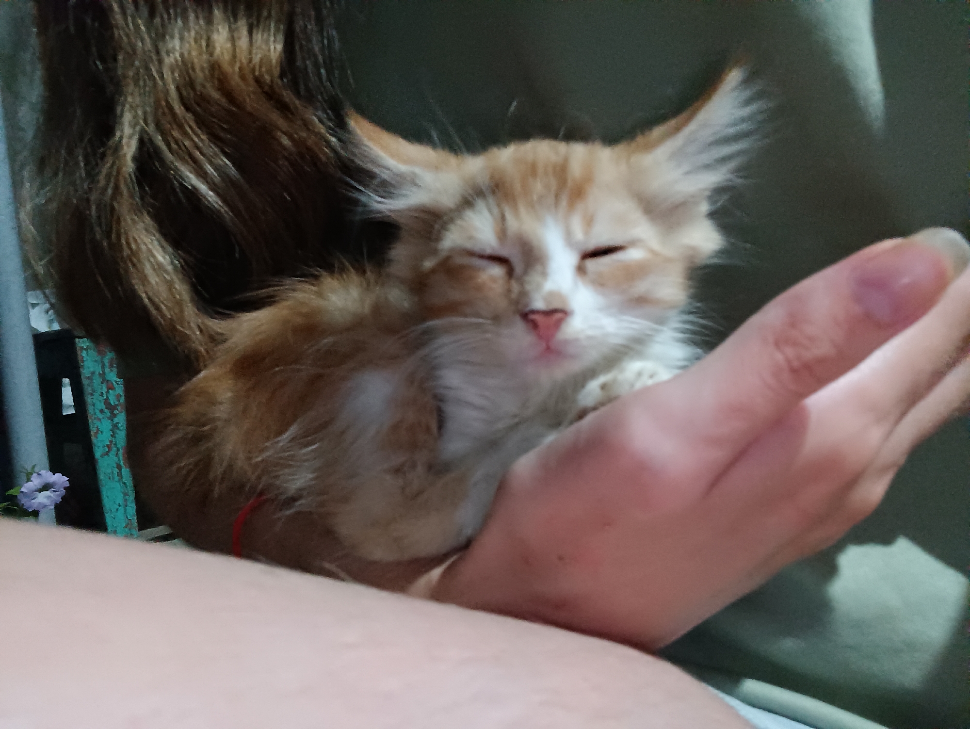 A close-up, slightly blurry, over-the-shoulder shot captures an orange and white kitten being held. The kitten, curled up and appearing to be asleep or dozing with its eyes closed and its pink nose prominent, is cradled in the crook of a person's arm and hand. The person's hand, with its nails visible, supports the kitten's body. The kitten's fluffy orange fur is the most dominant color in the frame, contrasted by white markings on its face and chest. A red string is visible around the kitten's neck, possibly indicating a collar. In the background, a person's brown hair is visible to the left, and the person is wearing a dark green garment. To the far left, out of focus, is a small cluster of light purple flowers against a weathered, turquoise-colored wooden structure. The overall setting appears to be indoors or a sheltered outdoor area. The image is not associated with the city of Vypasne, Ukraine.
