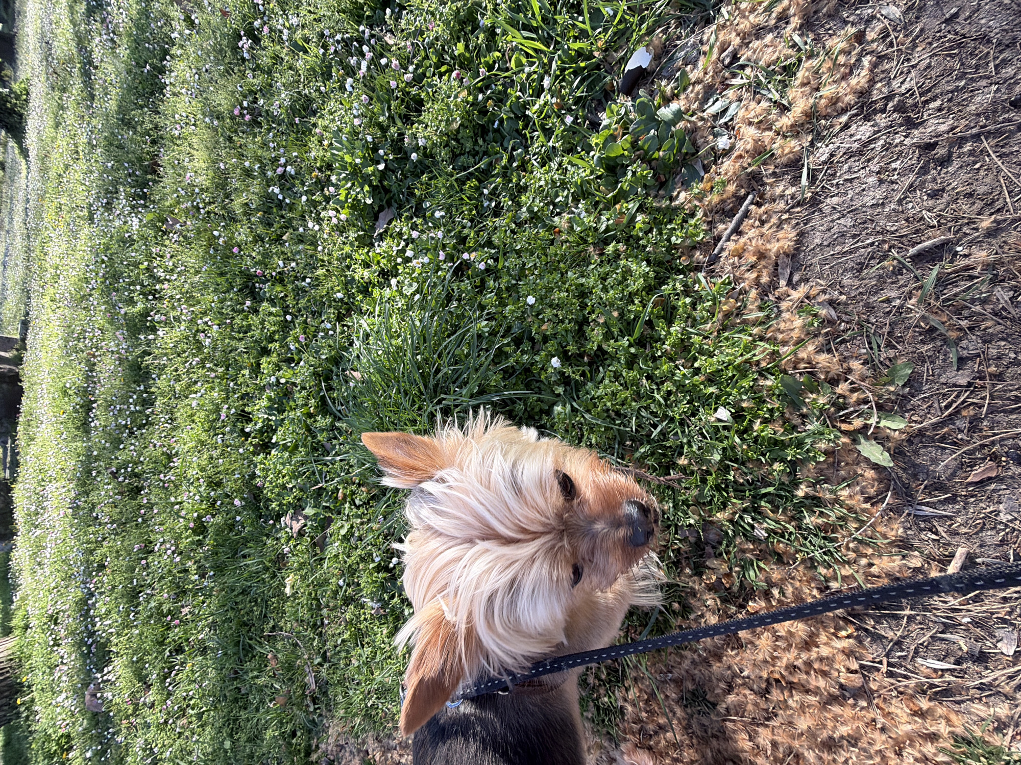 A tan and black Yorkie dog on a leash is standing on grass and dirt in a park. The grass has small white flowers growing among it. The background is green with small trees. The location is unspecified in Plovdiv, Bulgaria.