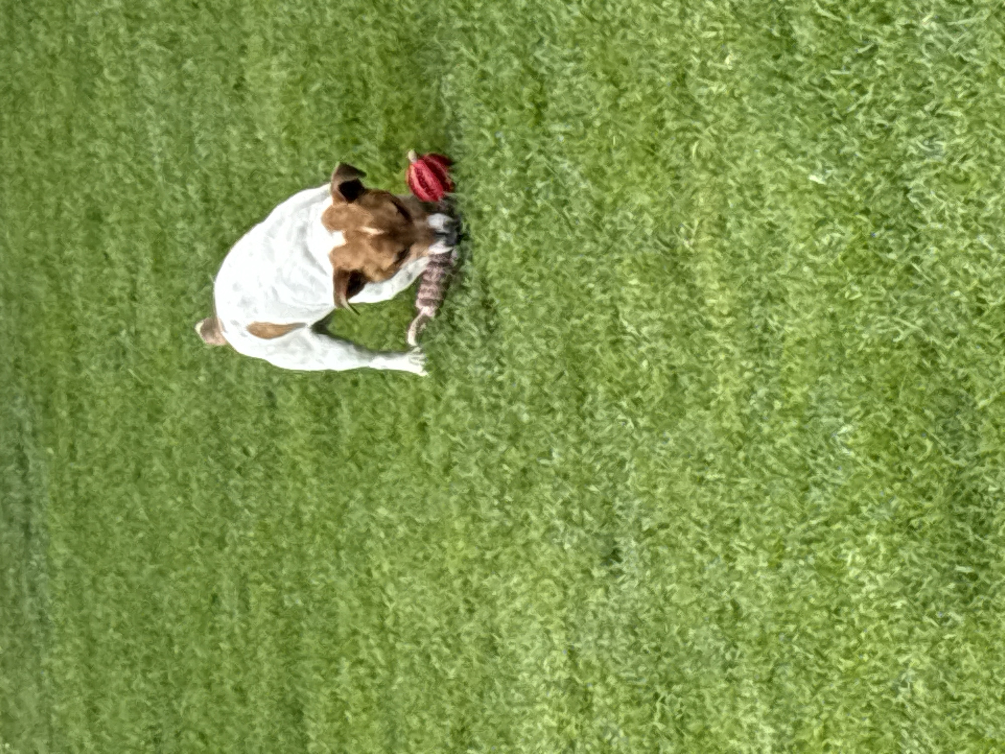 A white and brown dog is on a green lawn holding a red object and a gray object in its mouth. The location is in the city of Unknown, Unknown.