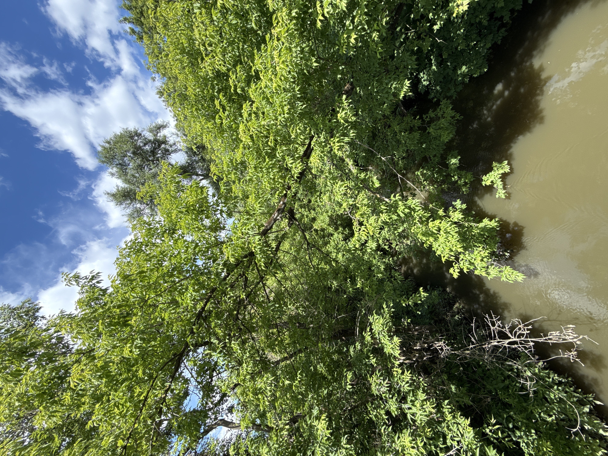 The image displays a scenic natural environment, likely during daylight hours. The primary subjects are lush green trees and a body of water. The trees are dense and vibrant, with sunlight filtering through their leaves, casting shadows on the water. The water appears calm with subtle ripples, and its color is a murky brown, possibly indicating a river or pond.
The scene is dominated by the natural elements, with no people or man-made objects prominently visible. The composition suggests an overhead perspective, looking down on the trees and water. The sky is visible in the upper left portion of the image, showing a clear blue expanse dotted with white, fluffy clouds.
Notable details include the rich texture of the foliage and the play of light and shadow. The presence of a dead, skeletal branch reaching out from the vegetation adds a contrasting element to the otherwise verdant scene. The overall impression is one of tranquility and natural beauty, perhaps a peaceful riverside or lakeside setting.
The time of day appears to be midday or early afternoon, given the bright sunlight and the angle of the shadows. The weather seems to be fair and sunny. While the location is stated to be Moscow, Russia, there are no specific visual cues within the image itself to confirm this. No text is visible in the image.
