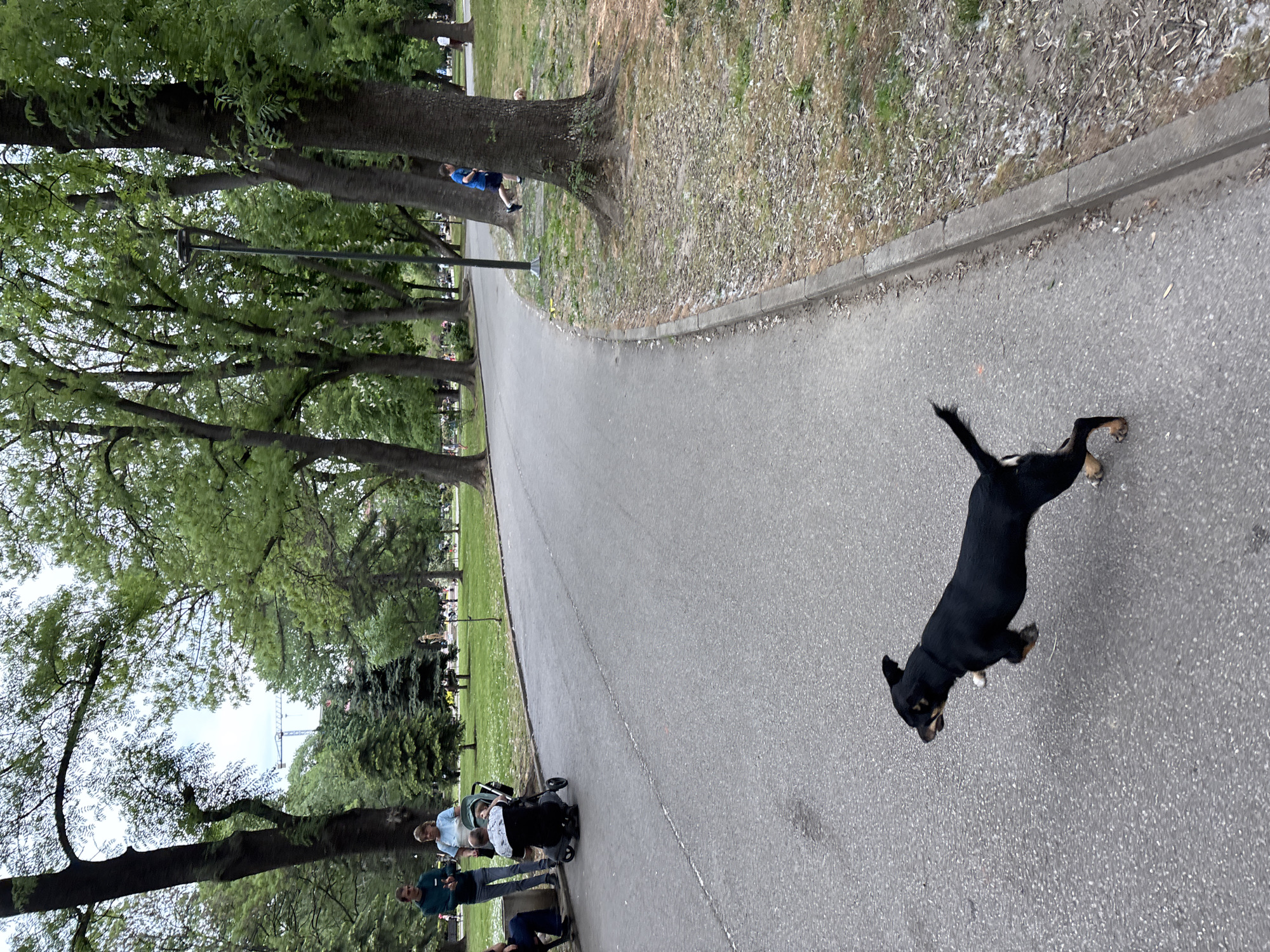 The image shows a park in Sofia, Bulgaria. A black dog runs on an asphalt pathway. To the left of the path, trees line the park, with people and a stroller visible under them. The right side of the path borders grass and trees.