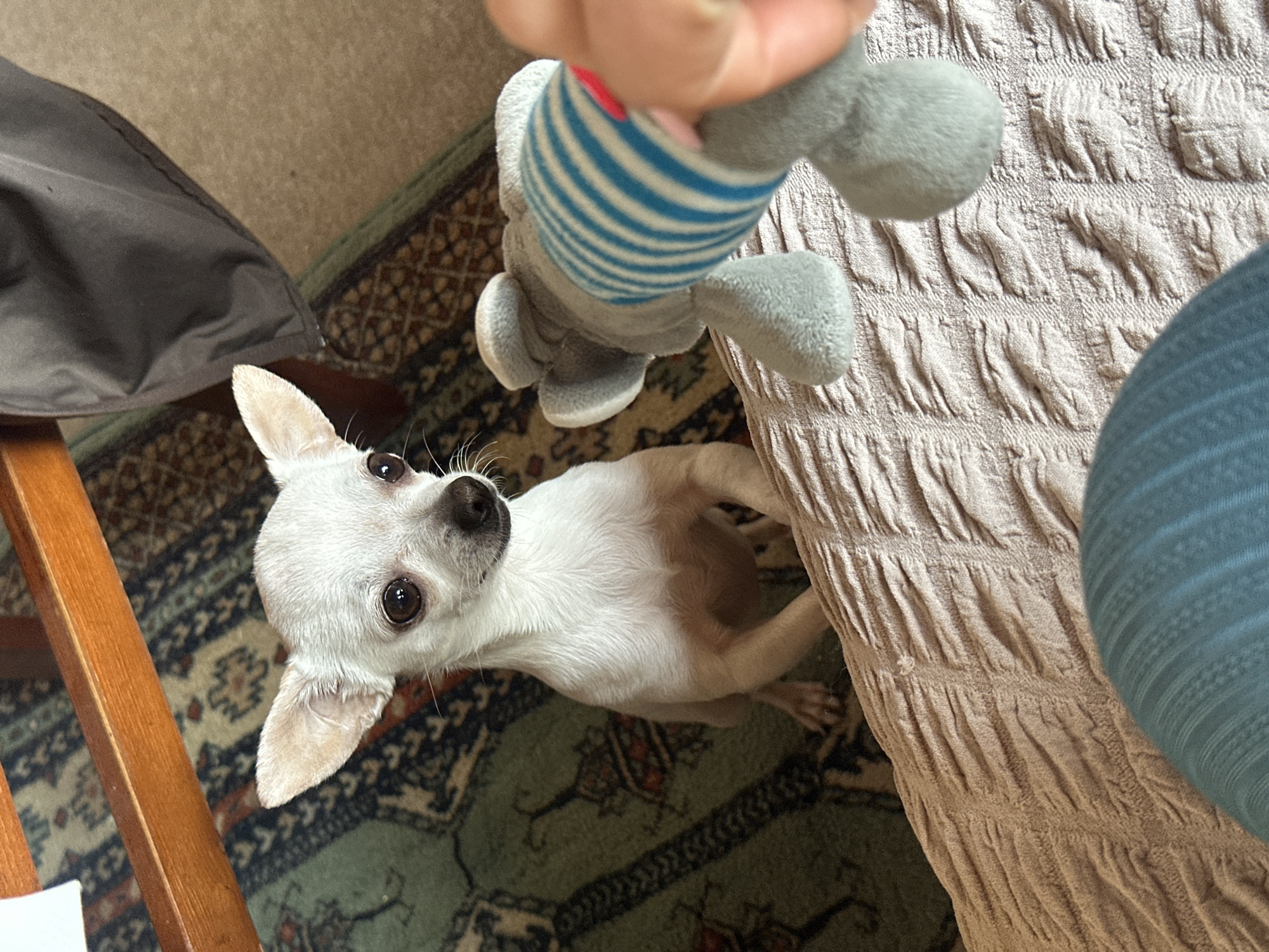 A small, white Chihuahua dog is looking up towards a gray, striped toy held in someone's hand. The dog is standing on a green and brown patterned rug, near a wooden chair with a dark gray cushion and a light brown, ruched fabric. Part of a person's blue-sleeved arm is visible in the upper right. The location in Skala, Bulgaria is not discernible from the image.