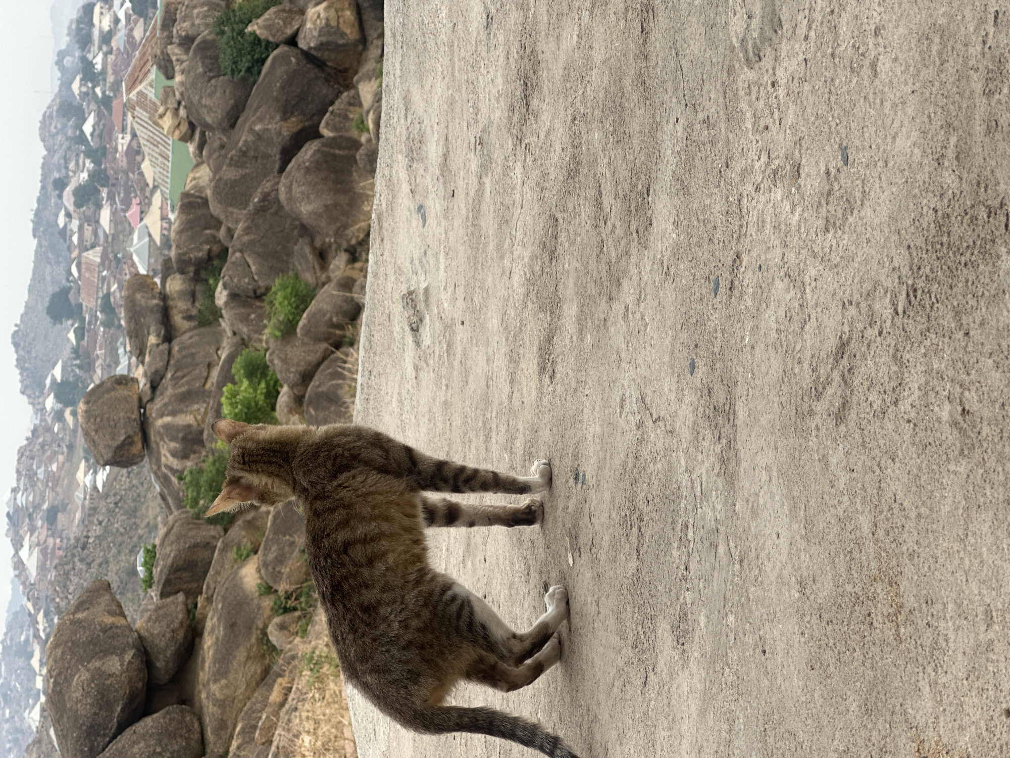 A cat stands on a concrete surface overlooking a rocky landscape and a city, likely in Jos, Nigeria. The cat is striped with brown and tan markings and white paws. The city, visible in the background, is nestled among the rocks.