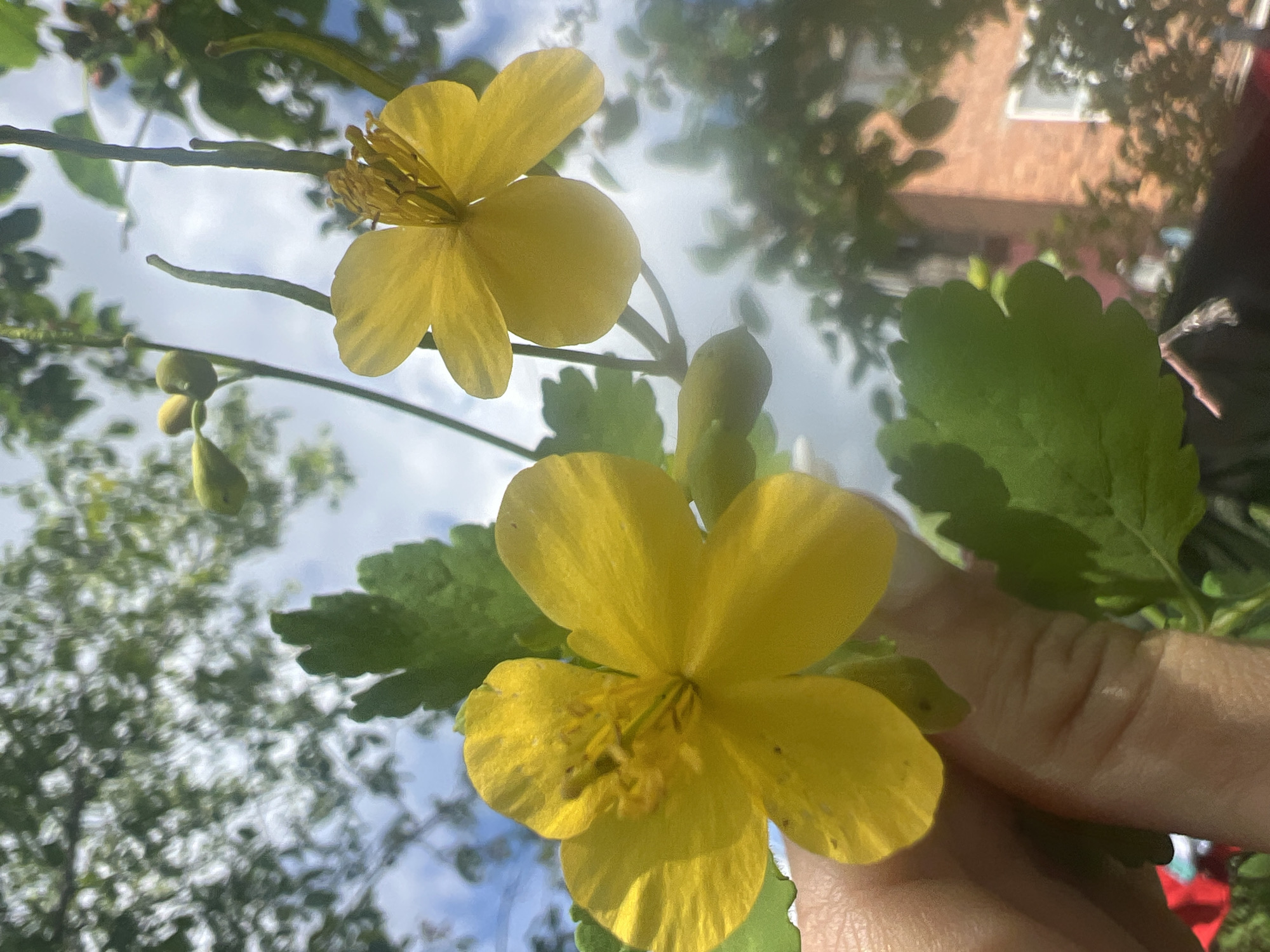 A close-up, low-angle shot captures two bright yellow flowers and their green leaves against a sky filled with white clouds and dappled sunlight filtering through trees. In the foreground, a human finger and thumb gently hold the stem of one of the flowers, which is positioned on the left side of the frame. The flower on the right, slightly out of focus, hangs lower. In the background, blurred green foliage and a brick building are visible. The location is identified as Unknown, Unknown.