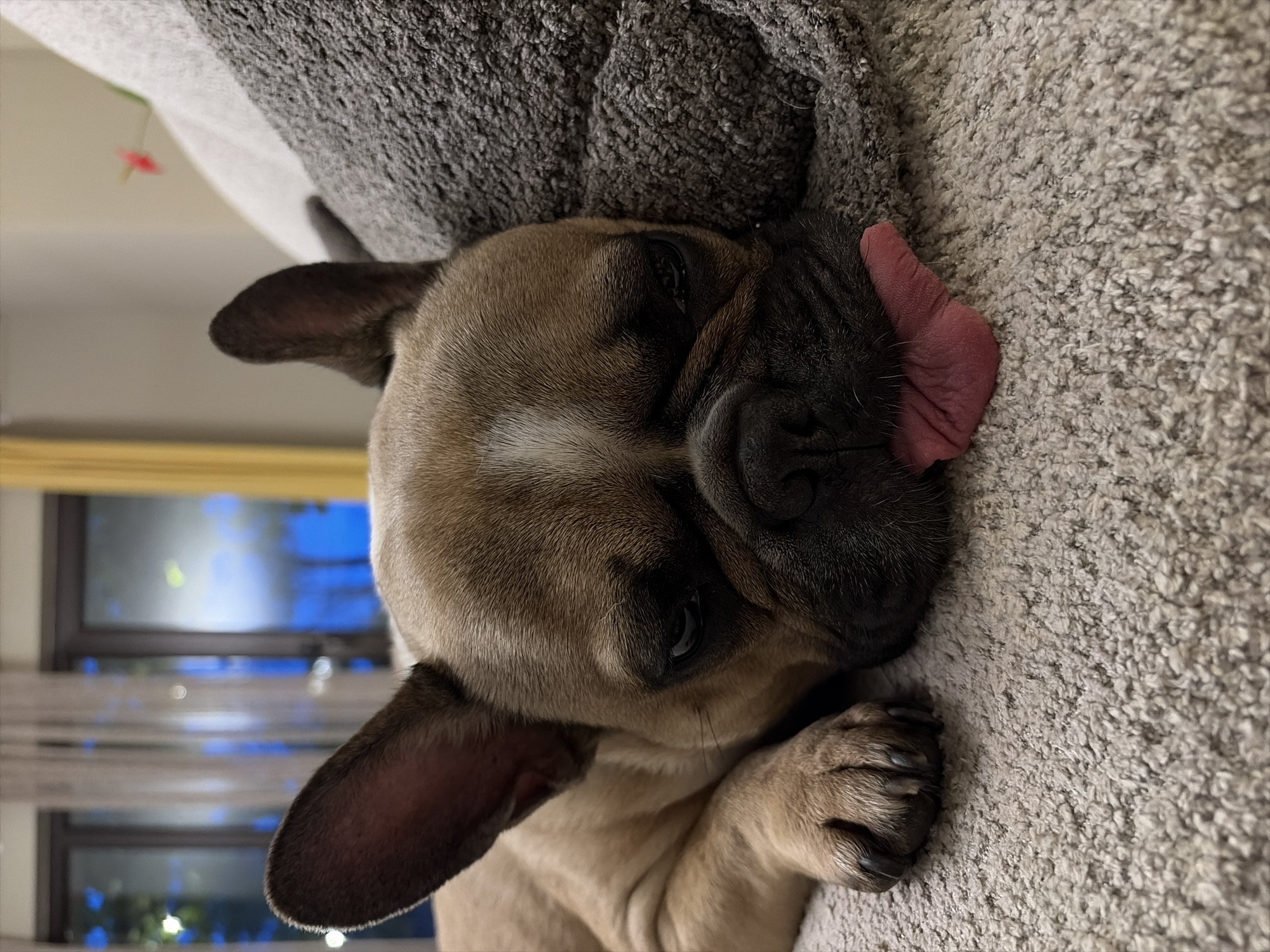A French Bulldog with fawn-colored fur lies on a textured gray surface, possibly a blanket or a couch, in an indoor setting. The dog is positioned on its side, facing slightly towards the right, with its head resting down. Its black nose and visible left eye are prominent, and its right eye is partially obscured by facial folds. A notable detail is its pink, wrinkled tongue extended slightly out from the right side of its mouth, suggesting deep relaxation or sleep.
The dog's left ear, dark-tipped, is clearly visible, while its right ear is partially hidden by the gray surface. One of its front paws, with dark claws, can be seen in the lower right foreground, resting against the same textured gray material. The overall texture of the surfaces the dog is on is soft and fuzzy, indicating comfort.
In the blurred background to the left, there's a window showing a dark, blue-tinged outdoor scene, likely indicating evening or night. Several blurred lights, possibly from distant buildings or decorations, are visible through the window. A tiny, blurry red object, possibly a small flower or decoration, can be seen in the far upper left background. The overall impression is one of peaceful rest. There is no visible text in the image.