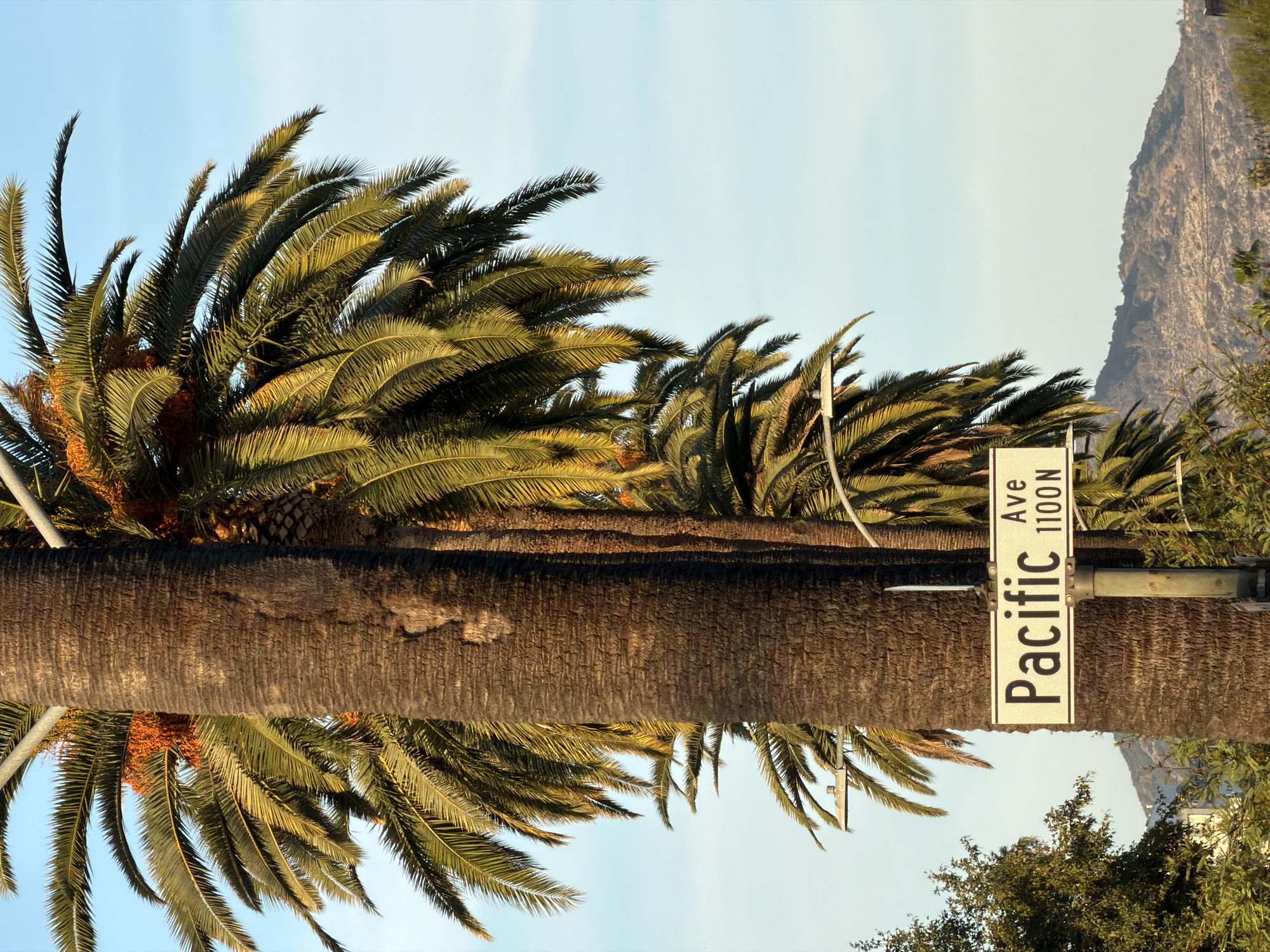 A street sign for "Pacific Ave 1100 N" is visible in front of a large palm tree, with other palm trees and lush green foliage in the background. The sky is a clear, light blue with some wispy clouds, and a distant hill is visible. The scene appears to be a sunny day in Glendale, California.