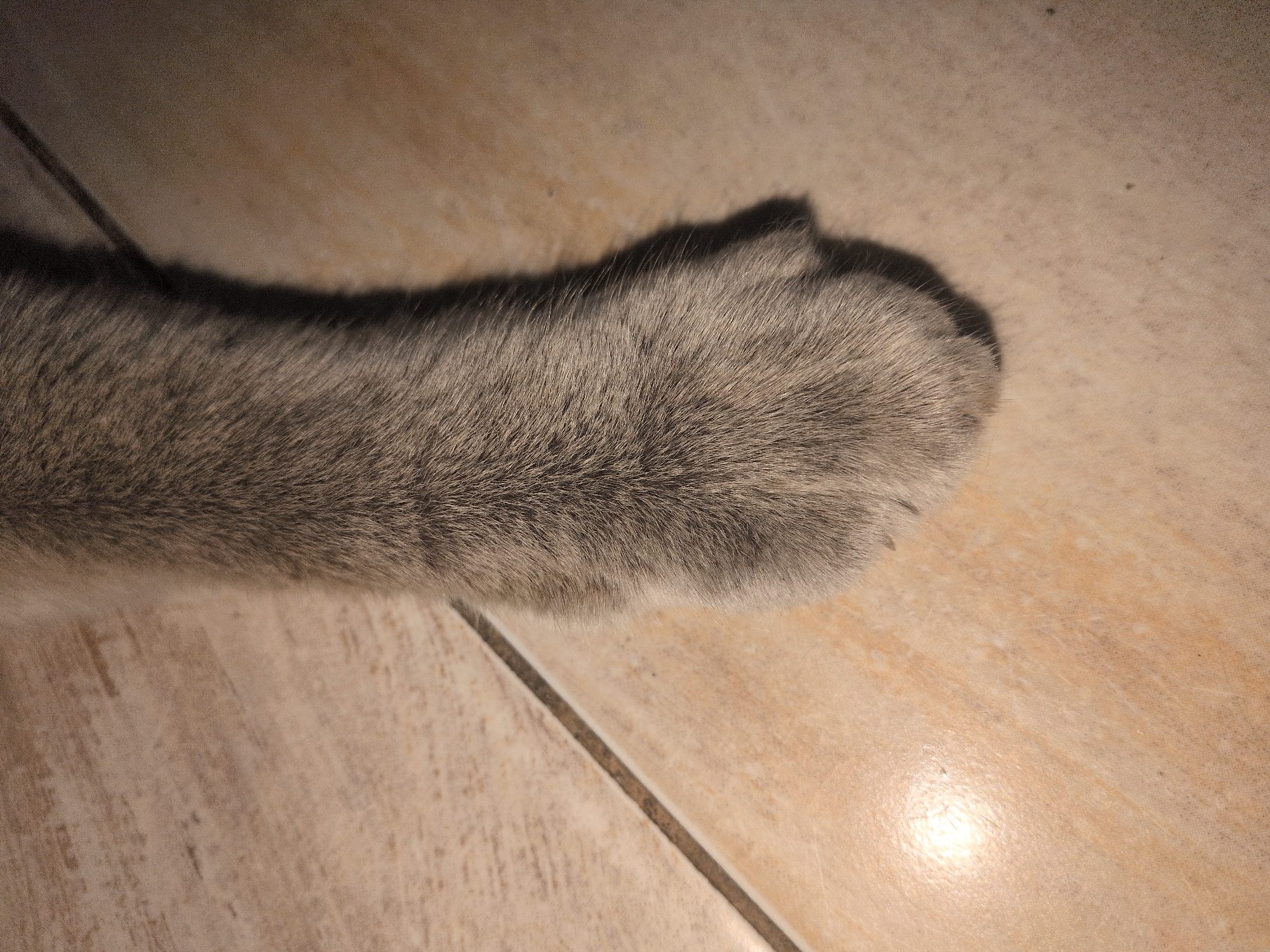 The image shows a close-up of a grey cat's paw resting on a tiled floor. The tiles are light beige with darker grout lines. The cat's fur is soft and short, with a slightly greyish-brown hue. The paw itself is plump, with visible toe beans and short, dark claws. The lighting in the scene is warm, casting a subtle shadow of the paw on the floor. The background is out of focus, but it appears to be a continuation of the tiled floor. There are no people or other animals visible in the image. The scene is static and peaceful.
