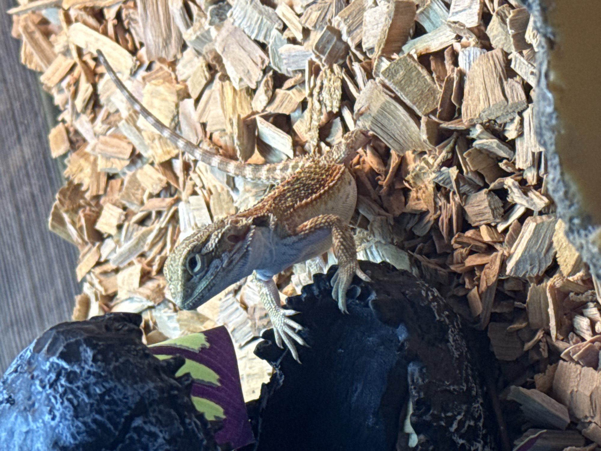 A juvenile bearded dragon is perched on a dark, textured surface, likely a rock or decor in its enclosure, surrounded by wood chip substrate. The lizard's body is angled towards the right, with its head turned to face the camera. Its scales are visible, displaying a mix of earthy tones. The background consists of more wood chips and a blurred wooden wall. The image appears to be taken indoors, in a controlled environment such as a terrarium, and there is no indication of it being located in Partenit, Ukraine.