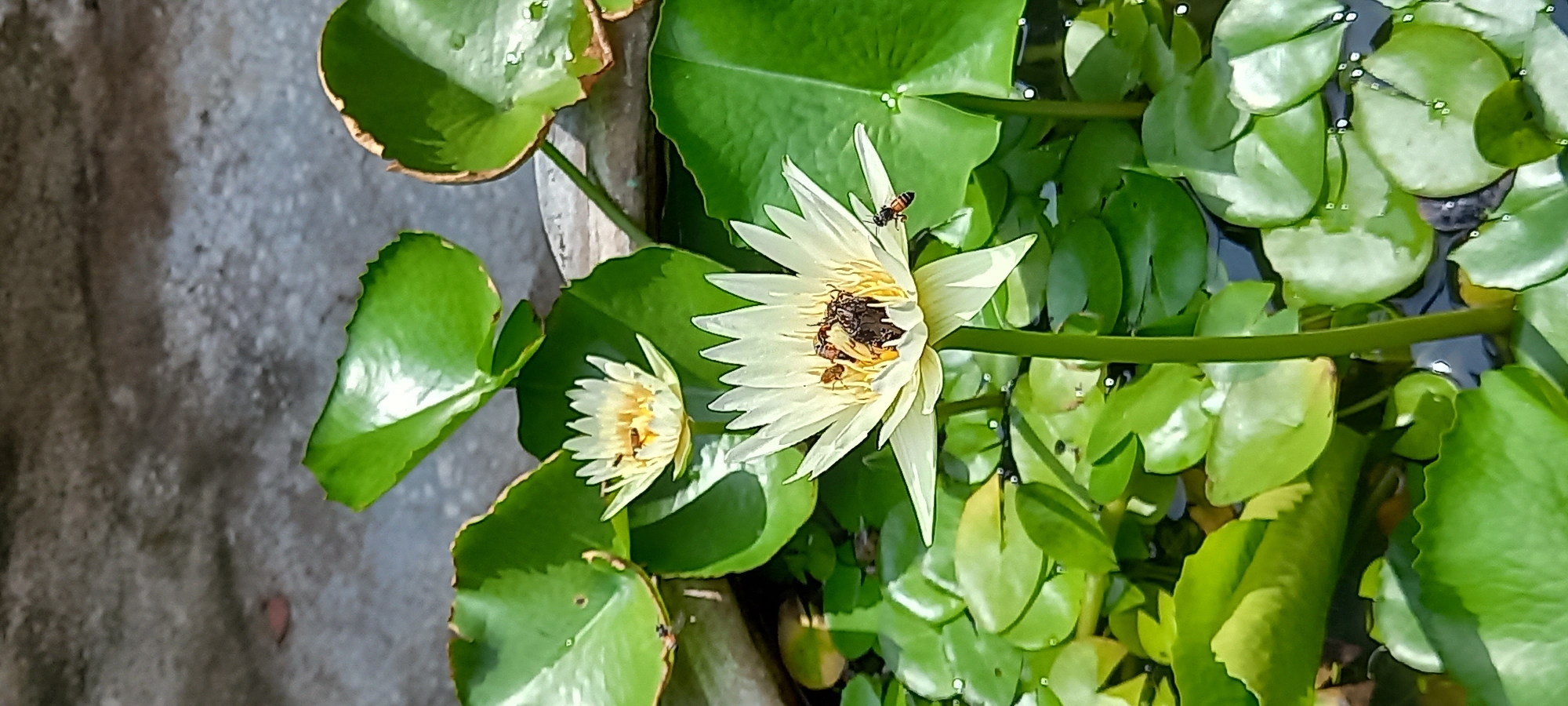 The image depicts two white water lilies in full bloom, surrounded by green lily pads. Several bees are actively foraging within the flowers, suggesting pollination activity. The flowers and pads are situated in a body of water, likely a pond or basin. The setting is likely in Baan Wang Ta Kien, Thailand, based on the image description, suggesting a tropical or subtropical environment. The background includes a concrete-like surface.
