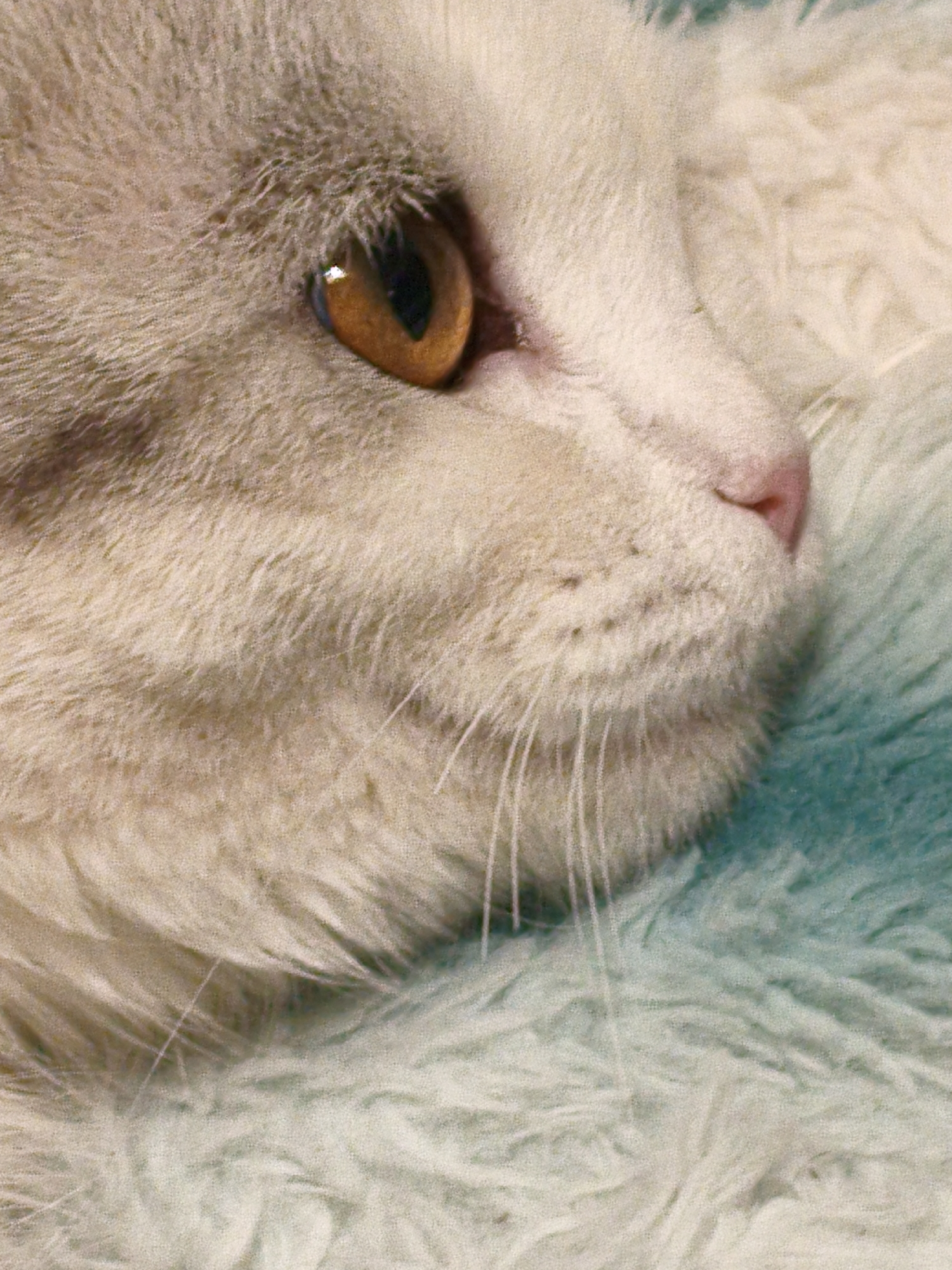 The image is a close-up, profile shot of a white cat resting on a teal-colored fuzzy surface. The cat's head is in the left half of the frame, with its eye prominently featured. The eye is amber-colored with a dark pupil. The cat's nose is pink and visible in the right half of the frame. The cat's fur is white and appears soft and fluffy. The background is a blurred teal surface, also fuzzy, which appears to be a blanket or rug. There are no people or any indications of a city or location, including Orenburg, Russia. The image focuses solely on the cat and its immediate surroundings.