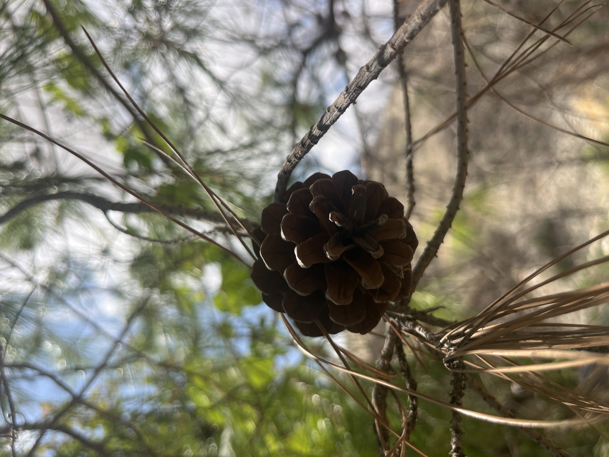An outdoor, low-angle, close-up photograph shows a single pinecone hanging from a branch amidst pine needles and branches of a pine tree. The pinecone, a brown, ovate structure, is in the center of the frame, with its scales clearly visible. Long, brown pine needles hang down from the branch above the pinecone. The background is a soft blur of green foliage and dappled sunlight, suggesting a warm, possibly sunny day. The image does not contain any people or animals, nor does it provide specific details about its location within Silikou, Cyprus, other than it is an outdoor scene in a natural environment.