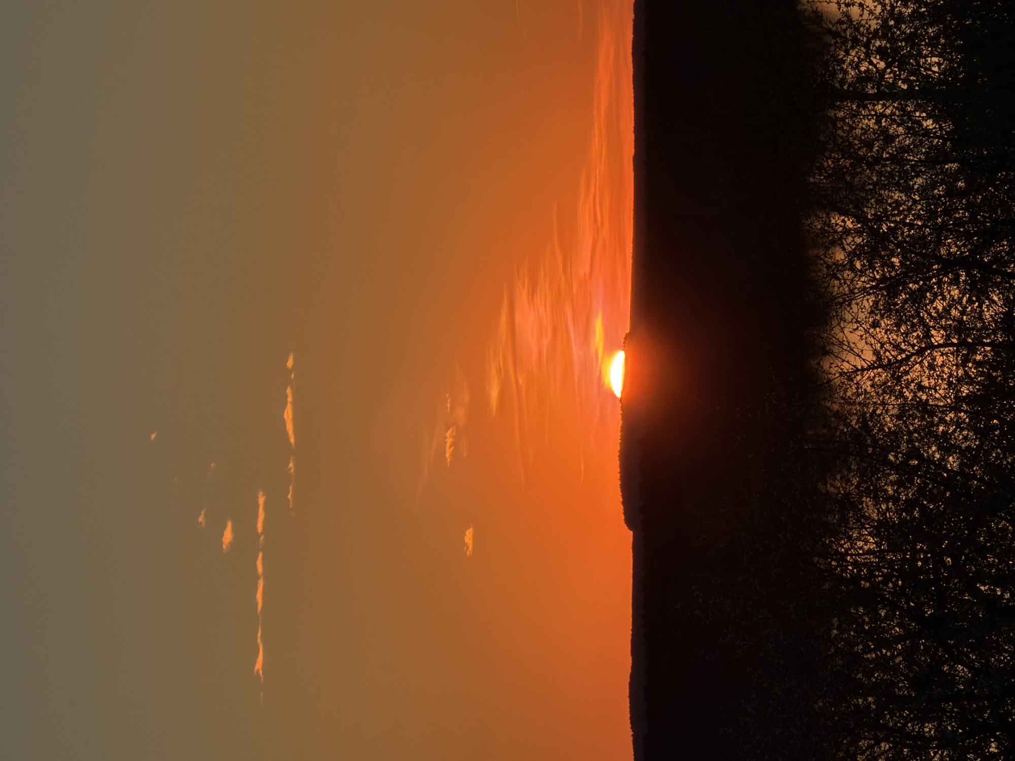 Here is a description of the image:
The image depicts a sunset, likely in a rural or semi-rural location. The sun is partially obscured by a dark, silhouetted treeline and possibly a low-lying horizon. The sky transitions from a deep orange near the horizon to a more muted gray/orange hue higher in the frame. The silhouetted tree branches are visible in detail on the right side of the image. There is no evidence of people or constructed objects to place the image within the city of Chaikovsky, Russia, but it could be a landscape photograph in or near that city.