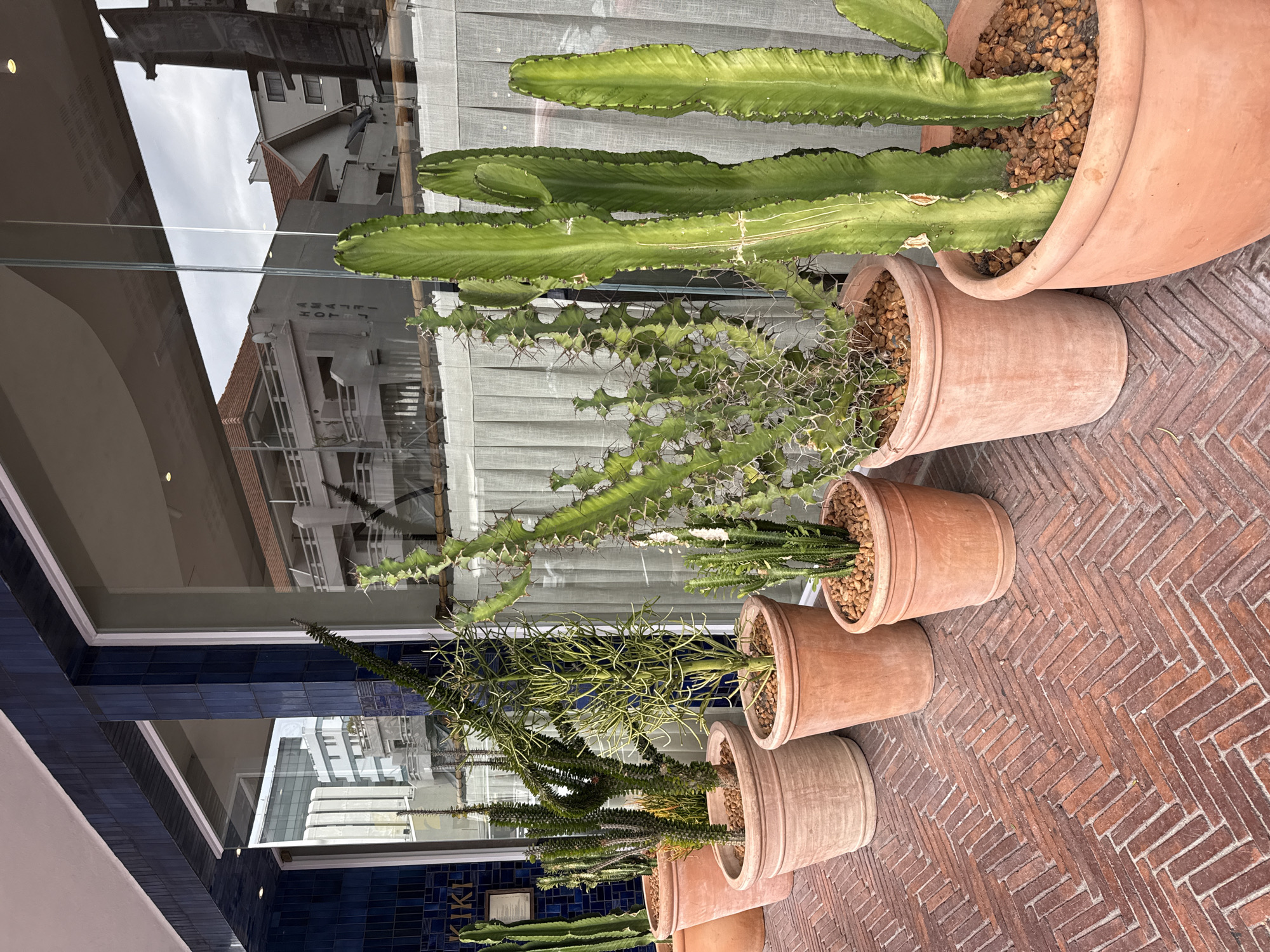 The image shows a row of potted cacti and succulent plants lined up against a glass window front of a building, featuring a blue tiled exterior in Cape Town, South Africa. The plants are arranged in terracotta pots filled with small pebbles or gravel. The building reflects the surrounding environment, showing other buildings and a cloudy sky. The ground is paved with red brick in a herringbone pattern. The image is taken from a slightly elevated angle. The word "KIKI" is visible on the blue tiled exterior of the building.