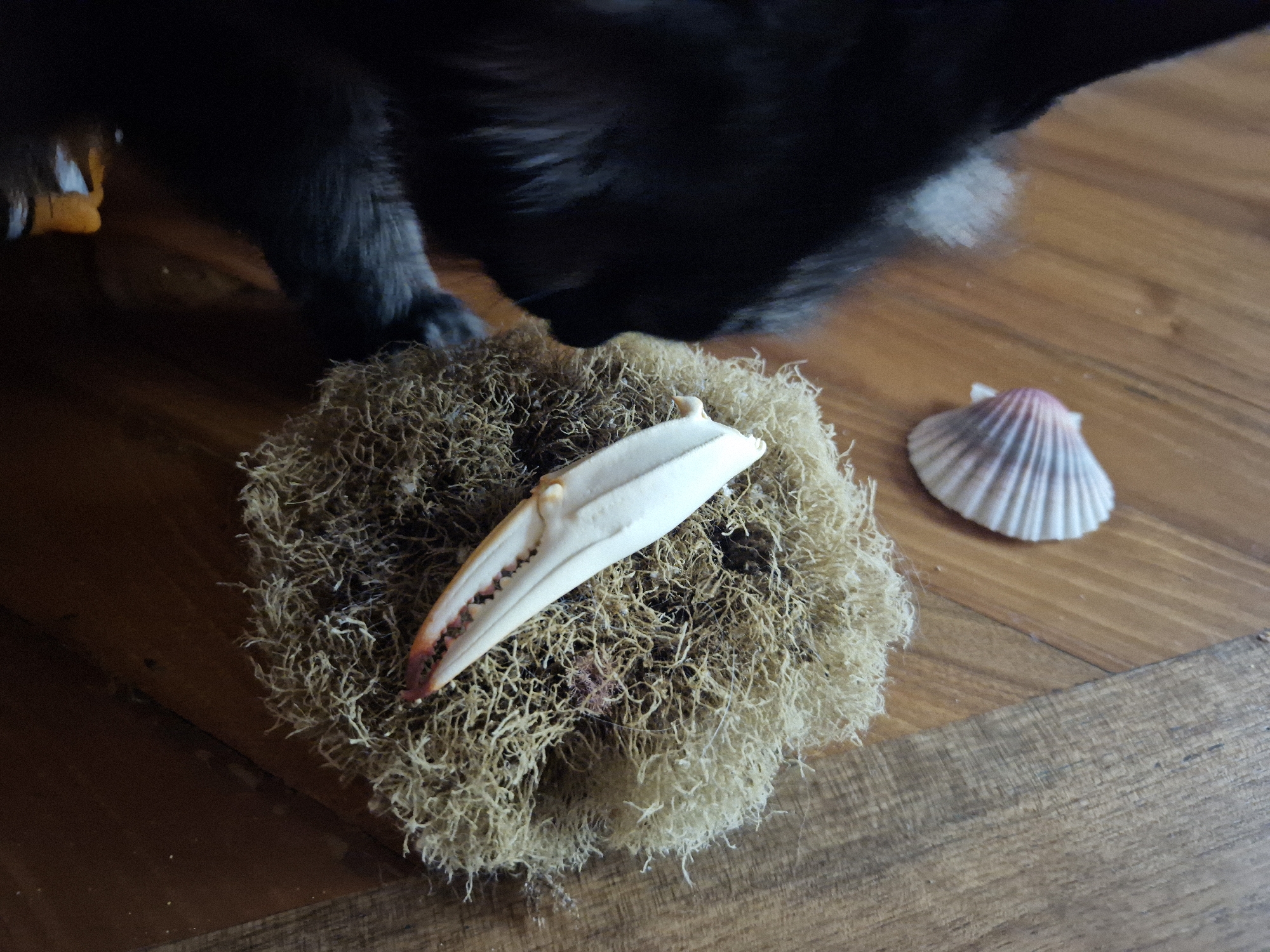 In Taranto, Italy, on a wooden floor, a close-up shot captures a black cat's head and paw partially visible in the upper left and right corners, respectively, positioned over a light brown, fibrous object resembling dried sea sponges or moss. A single, white crab claw with reddish-brown markings is prominently displayed on top of this fibrous object. To the right of the fibrous object, a small, light pink and white striped seashell rests on the wooden surface. The lighting suggests an indoor environment.