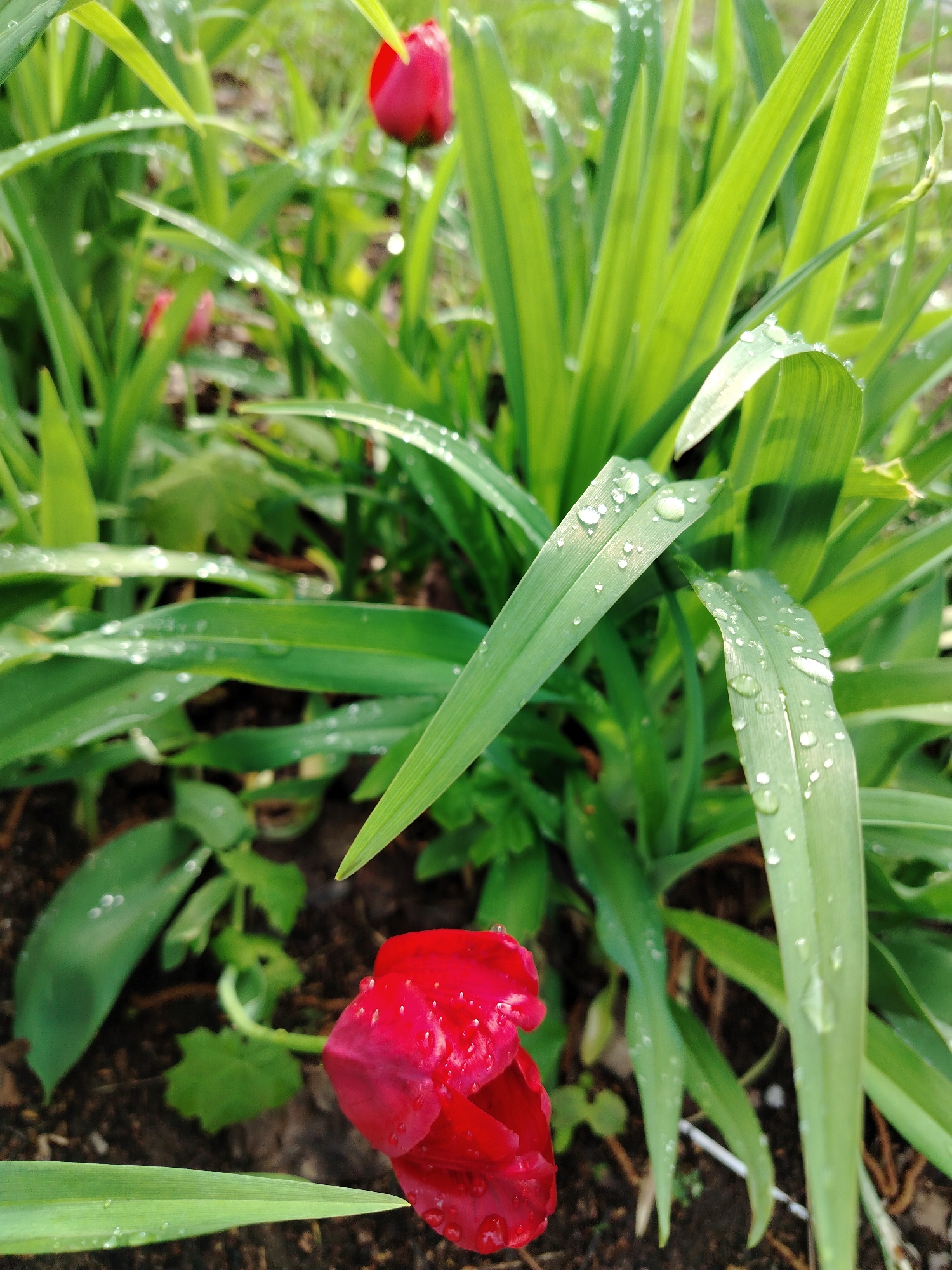 The image shows a close-up view of red tulips and green foliage covered in water droplets. The scene appears to be outdoors, possibly in a garden or flowerbed. The location is specified as Noviy, Russia. There are no people visible in the image. The red tulips are the primary subject, and the water droplets suggest recent rain or dew. The background is blurred, indicating a shallow depth of field. The soil is visible in some areas.