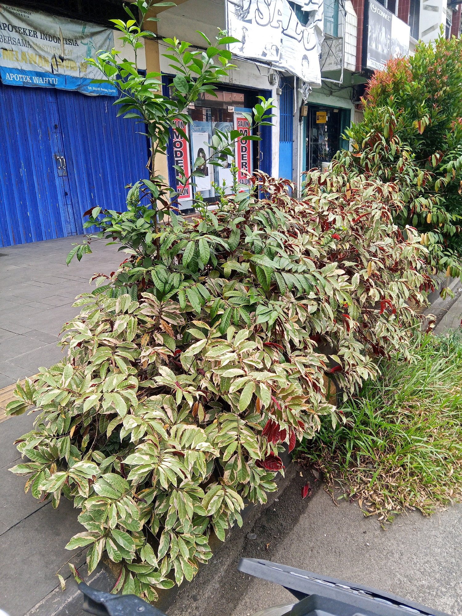 In a city scene, a row of shops lines a street. A blue metal roll-up door, likely for one of the shops, is prominent on the left. Next to it, a white banner displays text, with "APOTEKER INDONESIA" visible. Several large plants with variegated green and reddish leaves are arranged in front of the shops, bordering the sidewalk. Some of these plants are tall and leafy, reaching up towards the shopfronts. In the background, other shop facades and signage are visible, including what appears to be a "SALON MODERN" sign. A patch of green grass grows at the edge of the sidewalk. The scene is illuminated by daylight.
