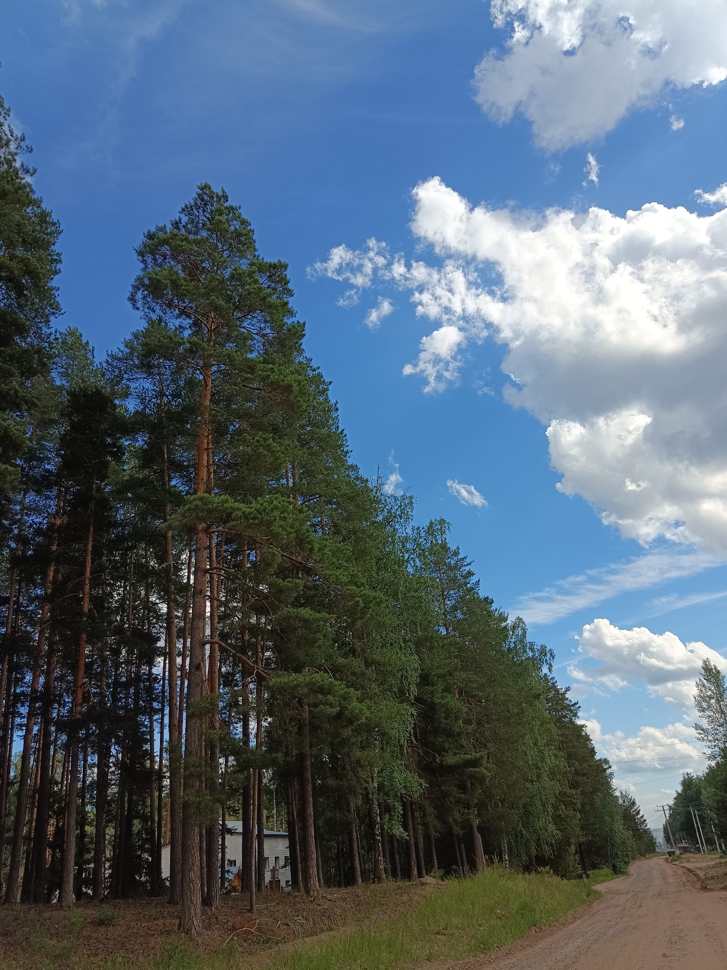 This is a wide-angle photograph taken on a sunny day, capturing a rural scene in Noviy, Russia. The foreground is dominated by a dense stand of tall pine trees on the left, with their trunks casting shadows and their green needles creating a textured canopy. To the right, a dirt road curves away into the distance, lined by more trees and vegetation. A white building, possibly a house or a small structure, is partially visible through the trees on the left. The sky above is a vibrant blue, adorned with fluffy white clouds, some of which are quite large and dramatic. The overall impression is one of a peaceful, natural setting on the outskirts of a settlement.
