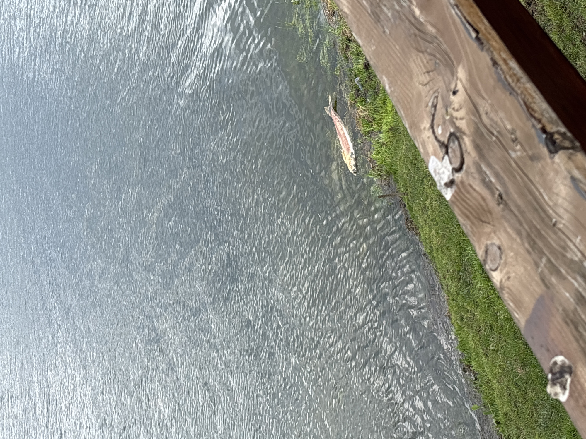 The image shows a body of water, likely a lake, with gentle ripples on its surface. At the edge of the water, there is a narrow strip of green grass meeting a wooden plank, possibly part of a pier or walkway. A dead fish lies on the grass near the water's edge. The photograph appears to be taken from a high angle. Although the precise location within Цигов чарк cannot be determined from the visual information alone, the presence of a lake or body of water near a green area suggests a natural or recreational setting.
