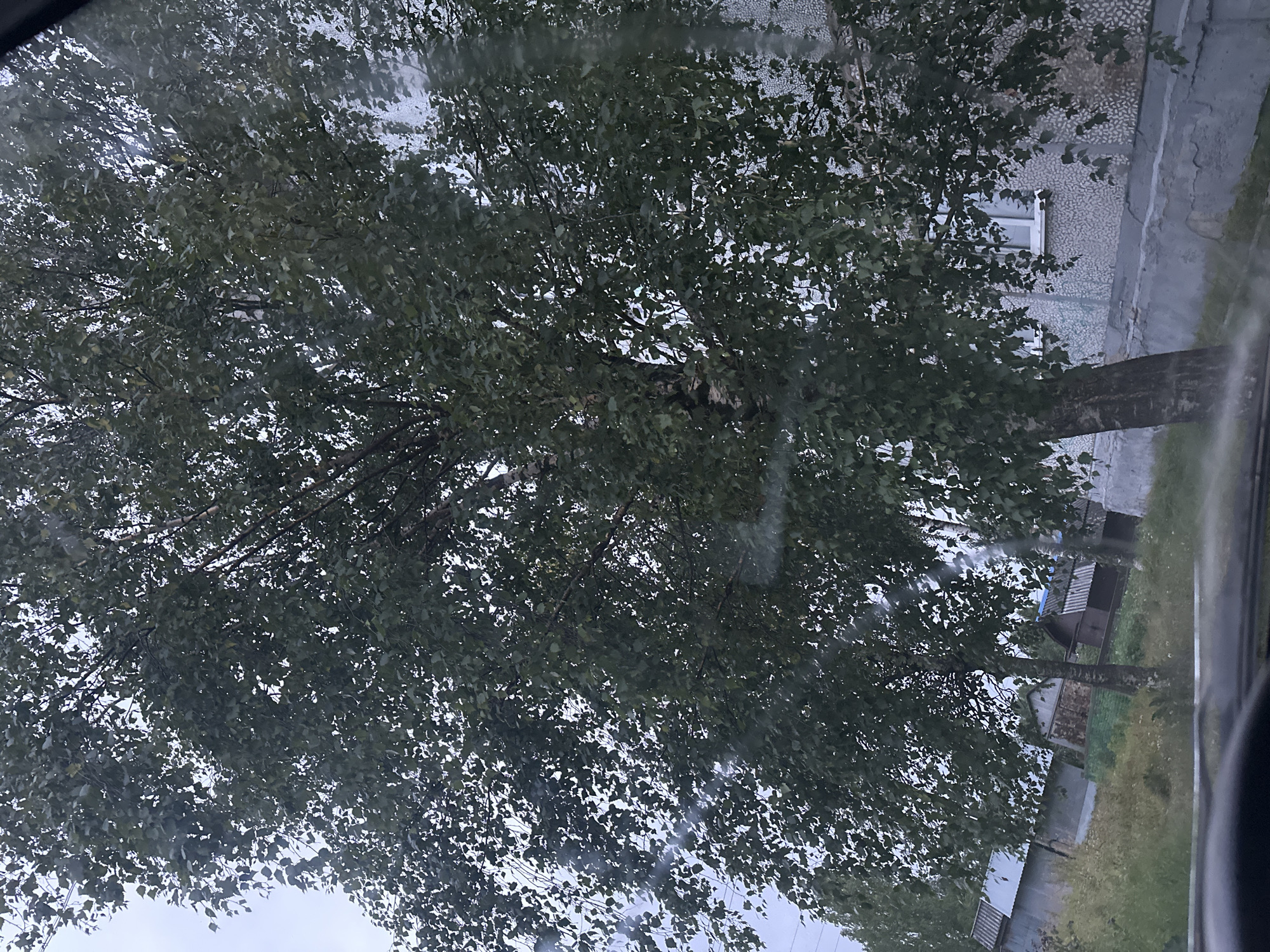 The image depicts a view through a window, likely from inside a vehicle, looking out at an overcast sky and a building. The foreground shows the edge of a car's dashboard. Dominating the scene is a large birch tree with dense green foliage, its branches reaching across the frame. Behind the tree, to the left, are several outbuildings with corrugated metal roofs, appearing to be sheds or garages, and some overgrown vegetation. To the right, a multi-story building with a light-colored, textured facade and visible windows is present. The overall environment suggests a residential area in Plesetsk, Russia, possibly a rural or suburban setting given the presence of the outbuildings. There are no people visible in the image.