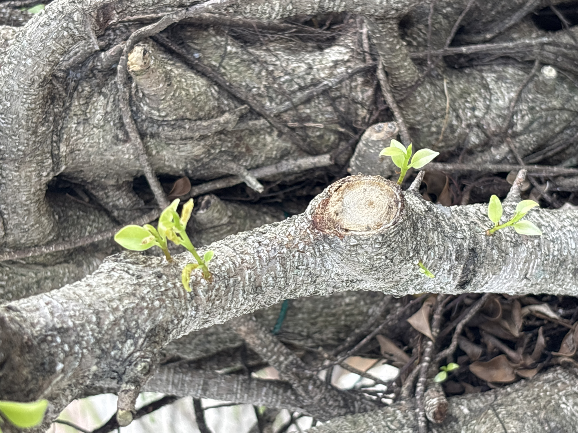 A close-up, eye-level, vertical shot focuses on the gnarled, textured bark of a tree. A prominently pruned branch stub with visible growth rings is situated in the foreground, slightly left of center. New, bright green leaves are sprouting from various points on the branches, some appearing as small buds and others as fully formed leaves. The background is filled with more of the tree's intricate root and branch system, creating a sense of depth and complexity. The overall lighting is diffused, suggesting an overcast day or shaded area. The environment appears to be a natural outdoor setting.