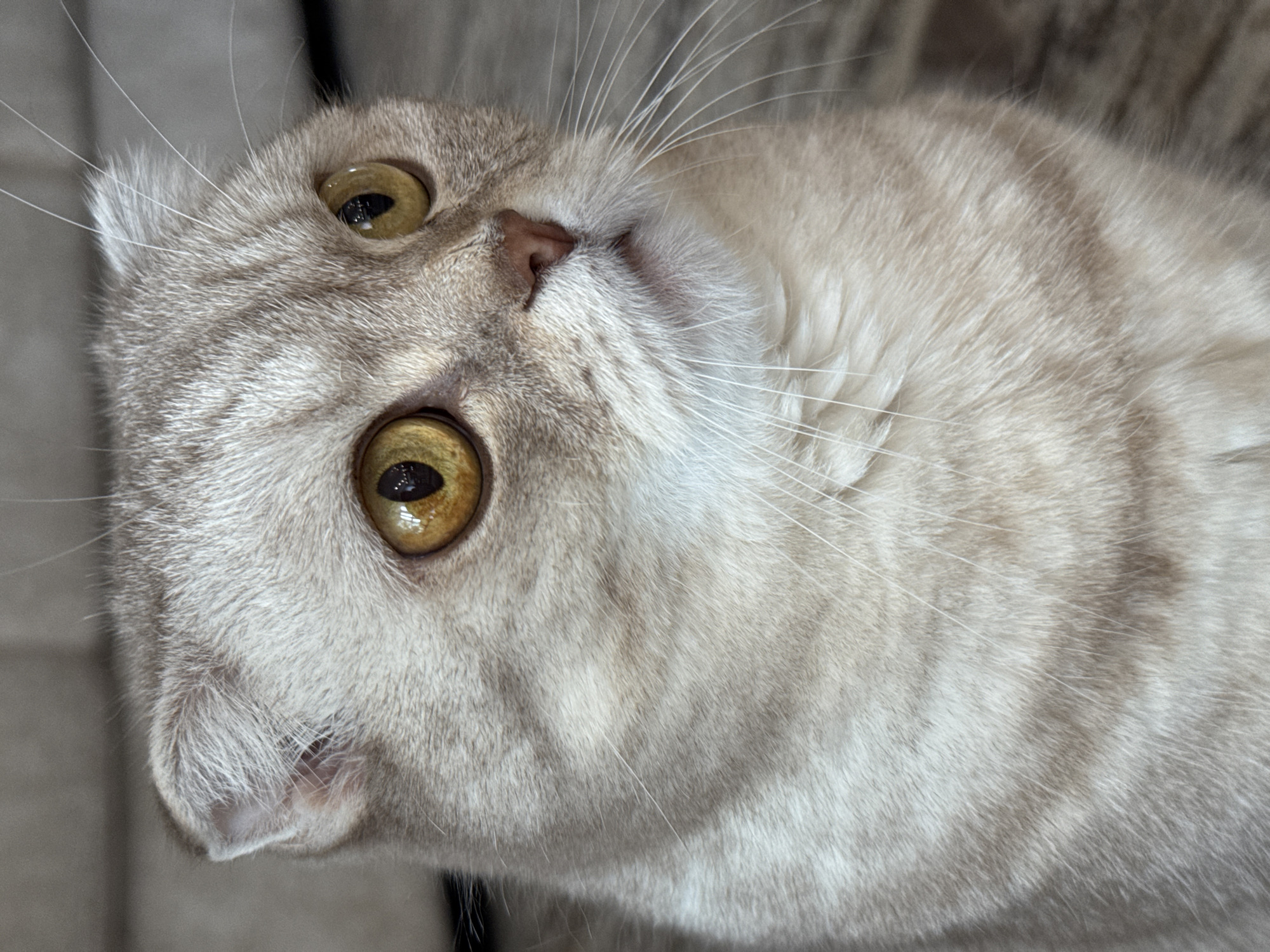 A close-up, waist-up, portrait-style shot captures a Scottish Fold cat with a light grey tabby coat and striking amber eyes. The cat's ears are folded forward, a distinctive breed characteristic. The background is softly blurred, suggesting an indoor setting, possibly a home environment. The lighting is even, highlighting the texture of the cat's fur and the sheen in its eyes. No specific location in Saint Petersburg, Russia, can be identified from the image. The cat is the sole subject and is not engaged in any discernible action.