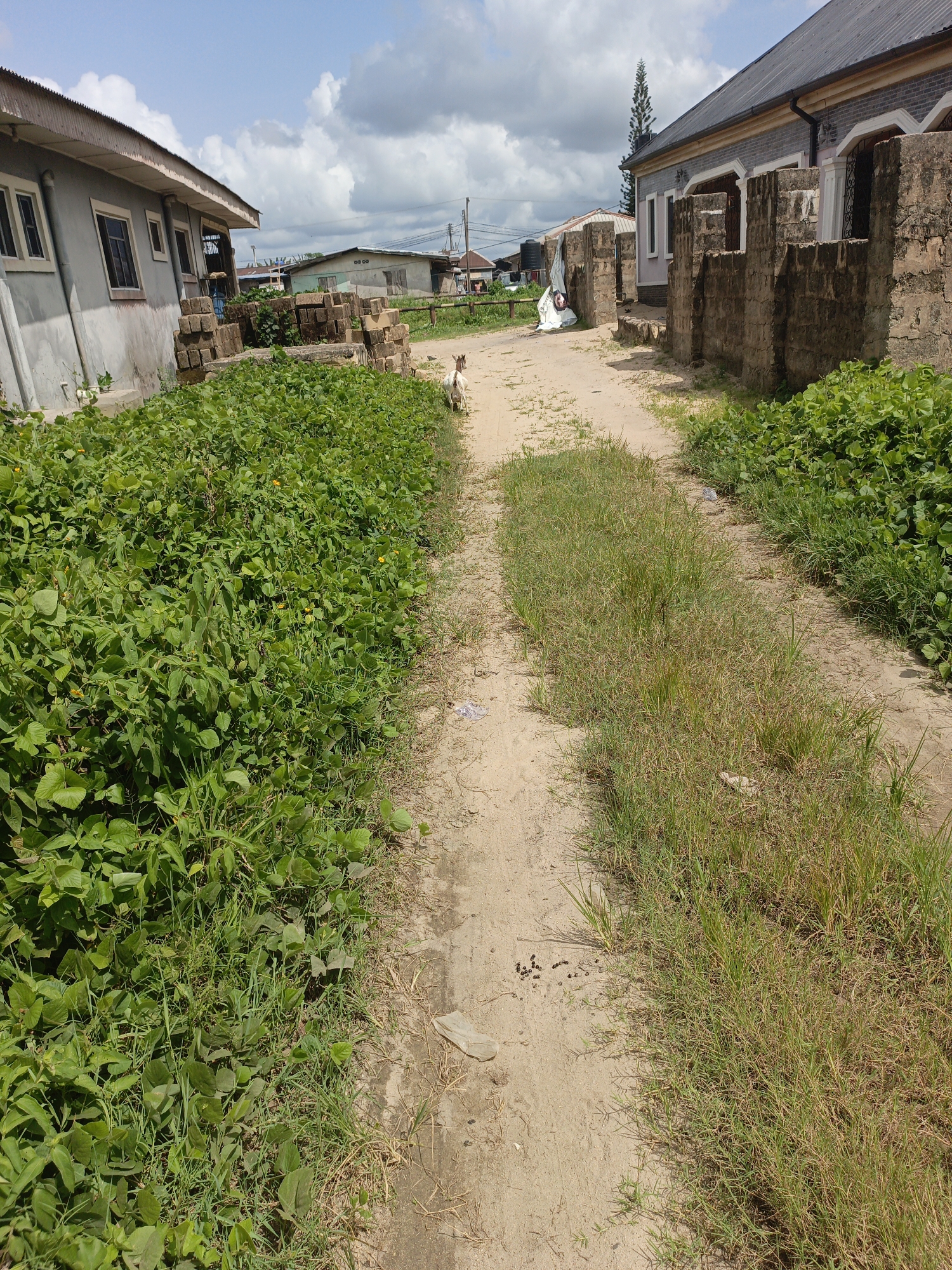 The image depicts a dirt road in a residential area of an unknown city, in an unknown region. The road is flanked on either side by vegetation, predominantly green plants and grasses. Two buildings border the road; one with gray walls, brick piles beside it, and window openings, and the other building on the right, composed of a mix of brick and gray material, and adorned with window openings and partial walls. A goat is visible standing on the dirt road. The sky is partly cloudy.