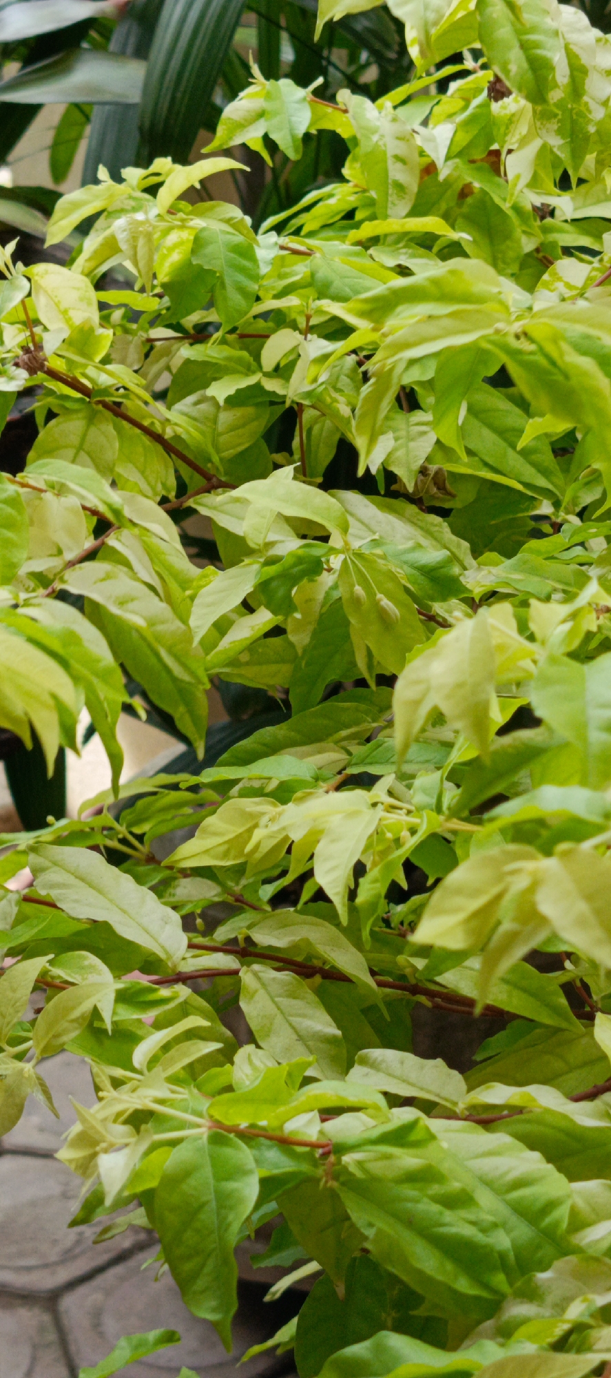 A close-up, eye-level shot captures a dense cluster of vibrant green and yellowish-green leaves with thin, reddish-brown stems. The leaves are ovate and pointed, with some showing variegation. In the background, blurred dark green foliage and a hint of a paved surface are visible. The scene appears to be an outdoor garden or park in Pasi Rawa, Indonesia. No people or animals are present, and no discernible actions are taking place.