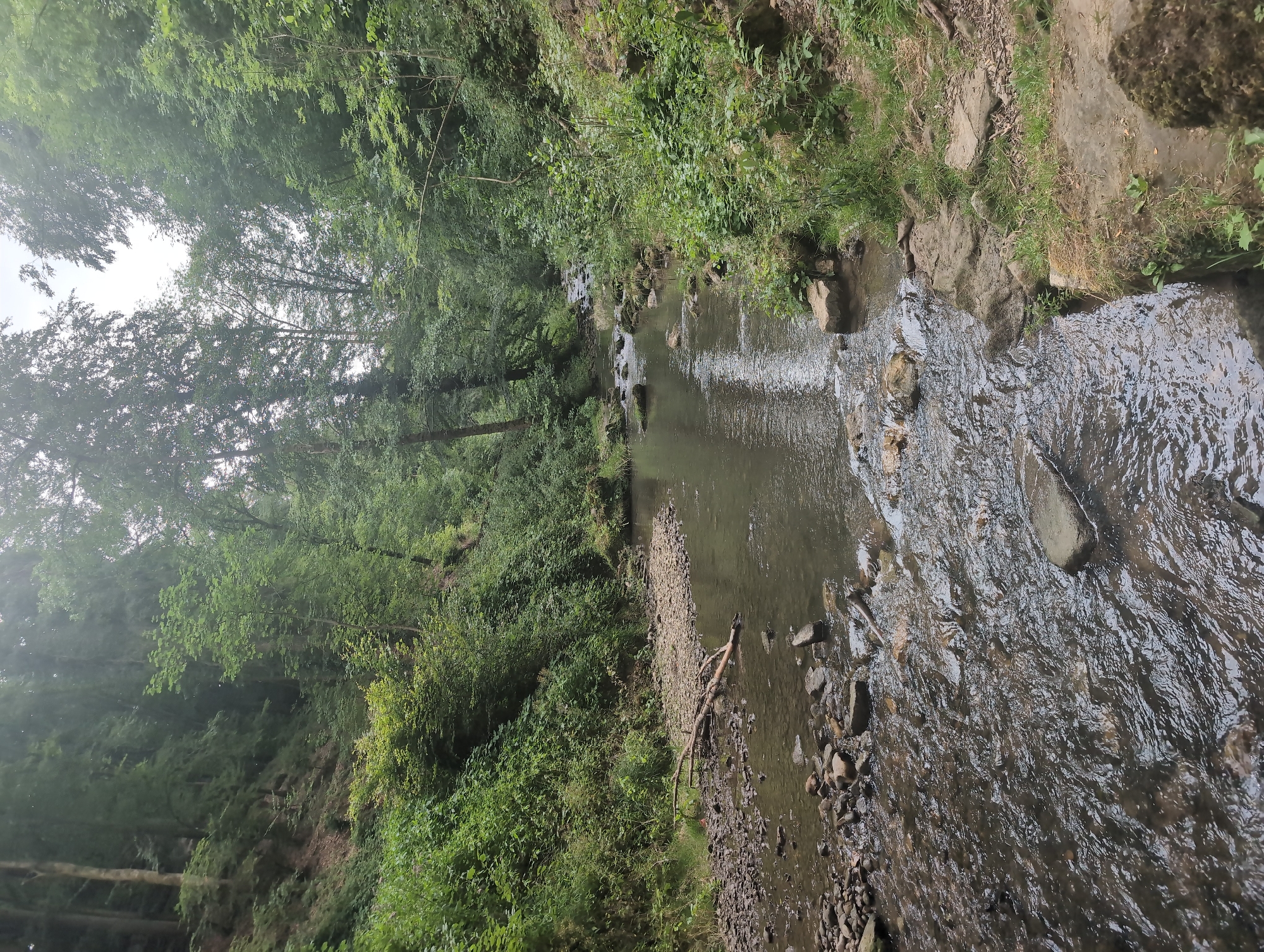 A naturalistic view of a shallow, rocky stream flowing through a lush, green forest. The stream is in the foreground, its surface rippling and reflecting the overcast sky and surrounding trees. The banks are lined with smooth, wet stones and bordered by dense foliage. A fallen branch rests partially submerged on the left bank. The forest rises steeply on either side of the stream, with tall trees and thick undergrowth creating a dense canopy. The overall impression is one of a serene and untouched natural environment.