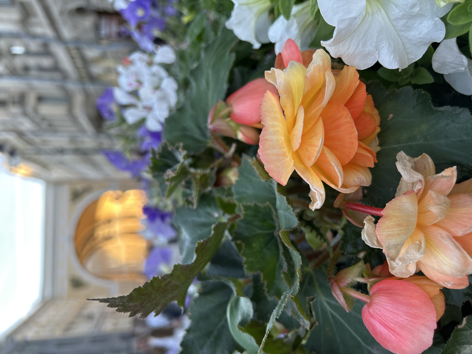 The image is a close-up of a flower bed with a blurred urban background. In the foreground, a vibrant orange and yellow begonia is in full bloom, its petals layered and delicate. To its right, a white petunia is partially visible. Behind the begonia, pink and peach-colored begonia buds and flowers are interspersed with lush green foliage. In the background, blurred purple and white flowers are also present. The background shows a large, arched building bathed in golden light, suggesting an interior space or a structure with an illuminated archway. Buildings with architectural details are faintly visible on the sides. The scene appears to be outdoors, possibly in a public space given the architecture and the presence of other blurred figures in the far distance.