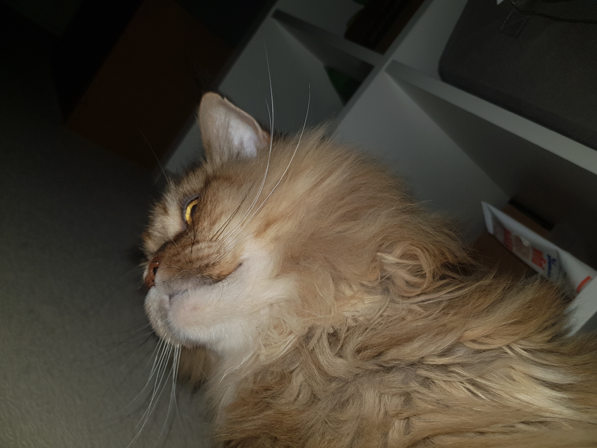 A close-up shot depicts a long-haired, brown and white cat in profile. The cat's face, featuring a pink nose and long white whiskers, is turned to the left. Its ear is visible and its eyes are dark. The cat's fur is thick and slightly matted. The background is blurred, showing dark shadows and what appear to be shelves or a storage unit. The location in the city is unknown.