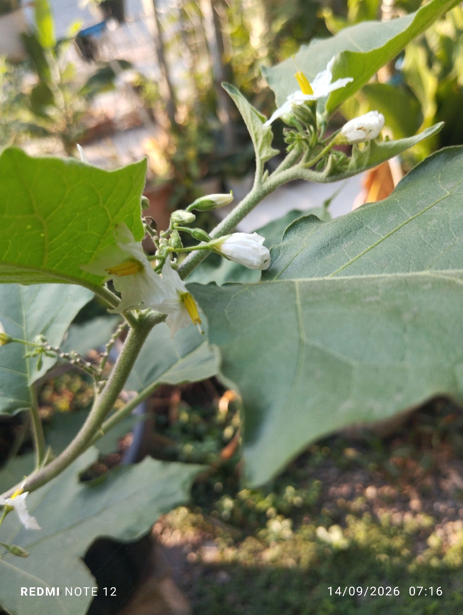 This is a close-up photograph of a flowering plant, likely an eggplant or a related species, featuring delicate white blossoms with yellow centers. The flowers are clustered on a fuzzy, green stem, surrounded by large, textured green leaves. Some buds are also visible, indicating ongoing growth. The background is softly blurred, suggesting an outdoor setting with dappled sunlight filtering through foliage. The overall impression is one of natural beauty and detail, with a shallow depth of field drawing the viewer's eye to the intricate structure of the flowers and leaves. There is no indication of the city of Bekasi, Indonesia, or any specific location within it.