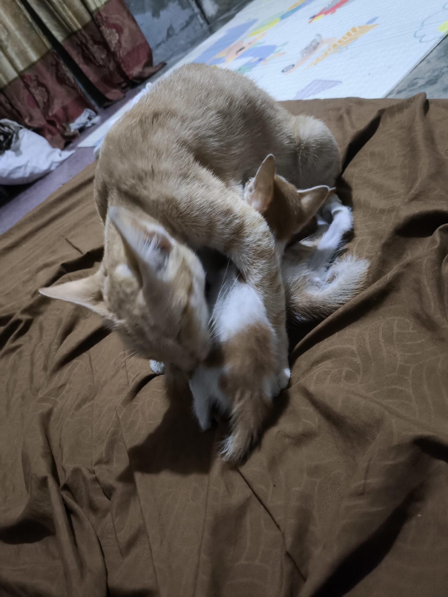 An adult orange and white cat is curled up on a brown wrinkled blanket, cradling a tiny orange and white kitten. The kitten is nestled against the adult cat's chest, its head tucked under the adult cat's chin, and its body partially obscured by the adult cat's fur. The adult cat appears to be grooming or comforting the kitten. In the background, a colorful playmat with cartoon animals is visible, along with dark red and gold curtains and a blurred gray wall. The scene suggests a domestic indoor setting.