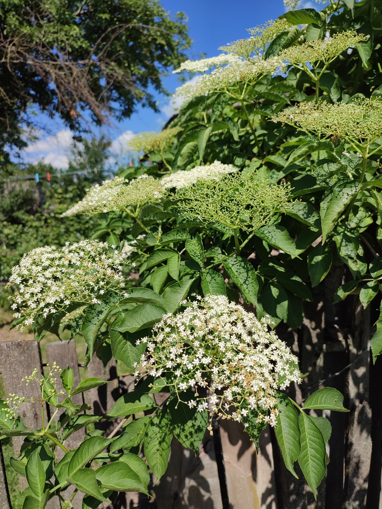 This media file displays a cluster of elderflower blossoms against a backdrop of green foliage and a bright blue sky with scattered clouds. The elderflower inflorescences are a creamy white and appear to be in full bloom, with a multitude of small, star-shaped flowers. The leaves of the elder plant are a deep green, some showing shadows from the sunlight.
In the background, a weathered wooden fence is visible, with hints of greenery and trees beyond it. The scene suggests a natural outdoor setting, likely a garden or countryside, given the presence of a wooden fence and the wild growth of the elder plant. The time of day appears to be daytime, with bright sunlight casting shadows, indicating good weather. The overall mood is peaceful and natural. No people or text are visible in the image. The location context is provided as Voskobiinyky, Ukraine.