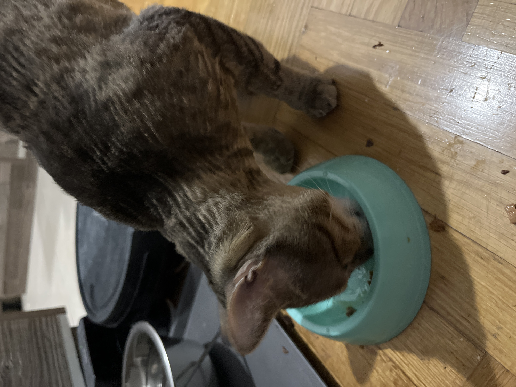 A domestic cat, exhibiting a mottled brown and dark grey coat, is depicted consuming food from a light blue plastic bowl positioned on a light brown parquet floor. The cat's head is inside the bowl, which contains moist food and liquid. Small pieces of food are scattered on the floor immediately surrounding the bowl. A pale, raised mark is visible on the upper margin of the cat's right ear. In the background, a dark surface holds a metallic bowl and a dark, circular lid, with a light wall and wooden paneling behind. The environment is an indoor setting, located in Budva, Montenegro.