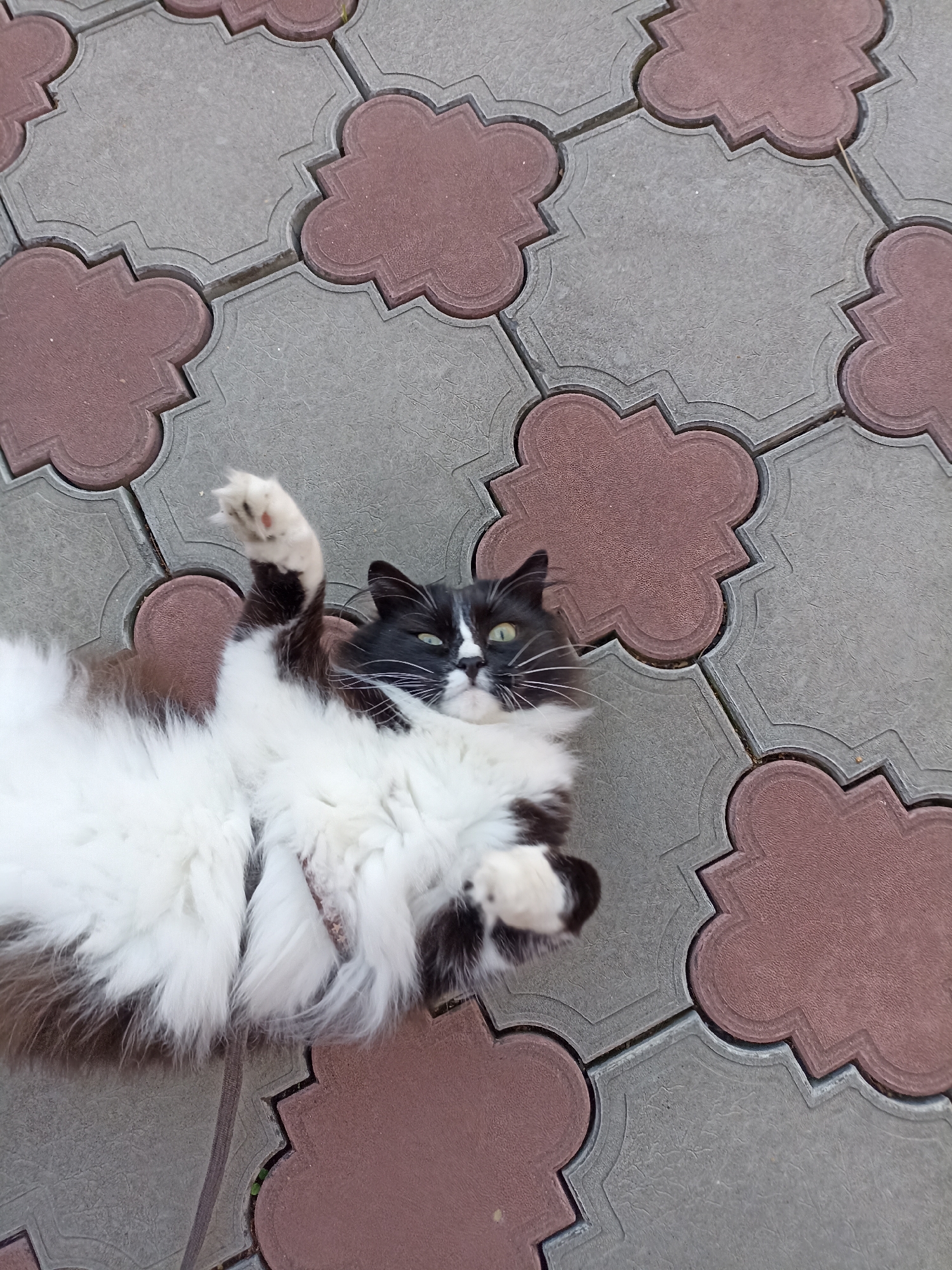 A black and white cat with long fur is lying on its back on a patterned stone walkway. The cat's front right paw is raised in the air. The walkway is made of interlocking stones, alternating between gray and a reddish-brown color. The cat appears to be relaxed, with its eyes open and looking towards the camera. The scene is outdoors, as indicated by the natural lighting. The location is identified as Mochische, Russia.