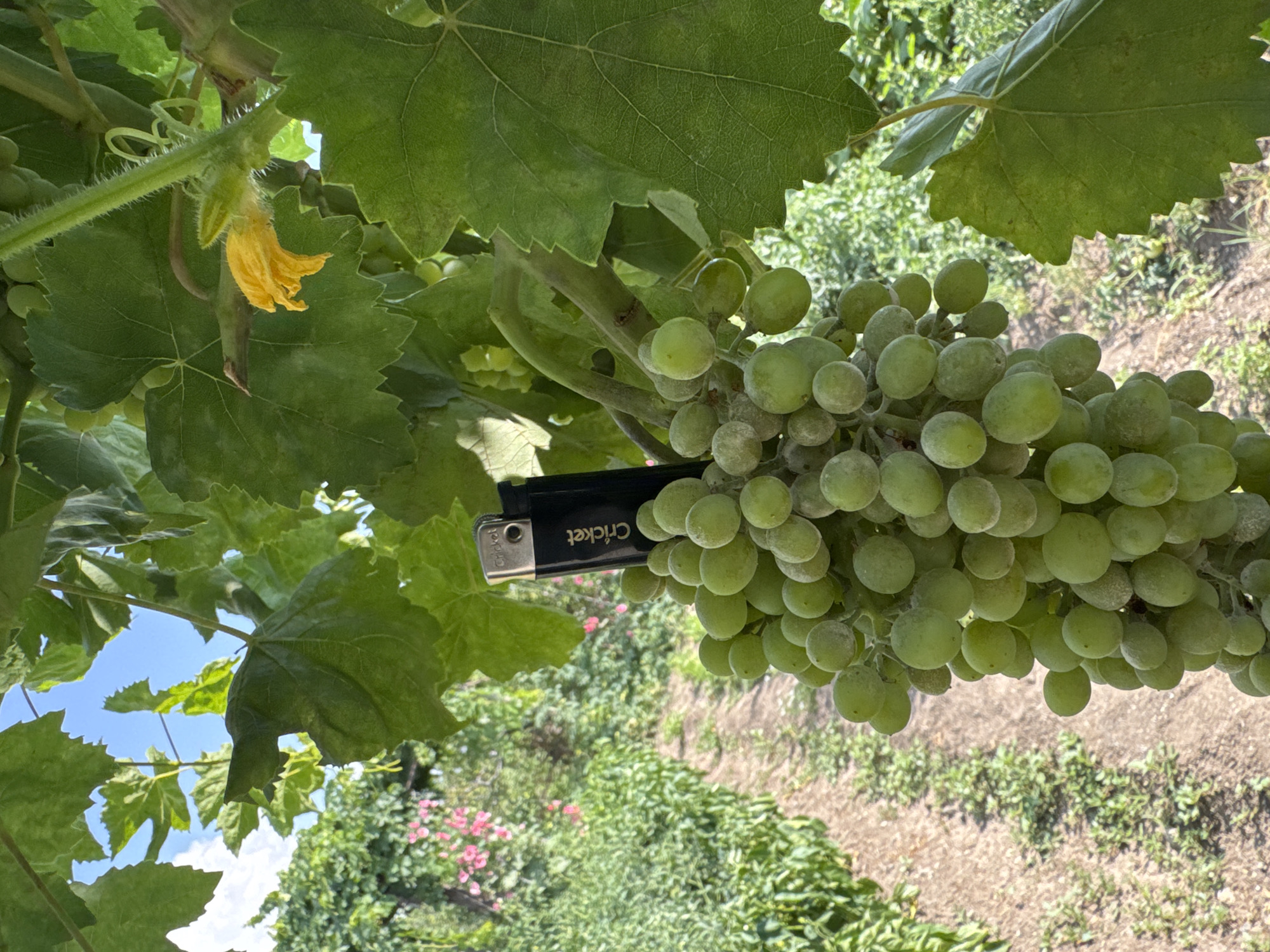 An image captured in Aghavnadzor, Armenia, shows a close-up of a bunch of unripe green grapes hanging from a vine. A black Cricket lighter is positioned vertically, leaning against the grape cluster. In the background, a row of plants stretches into the distance, bordered by a dirt path. The sky above is blue with a few scattered clouds. A single yellow grape blossom is visible on a nearby stem, surrounded by lush green leaves.