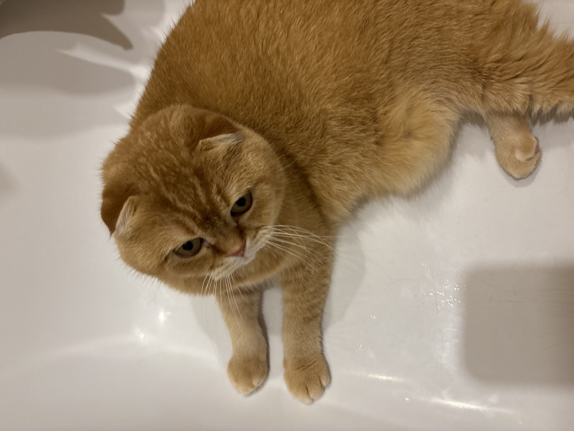 A ginger Scottish Fold cat is lying on a white surface, possibly a bathtub. The cat is facing left, with its head tilted down and its gaze directed slightly away from the camera. Its fur is a warm, reddish-orange color, and it has distinctive folded ears and bright eyes. The white surface appears to be smooth and slightly reflective, with some faint water marks or streaks visible. The lighting suggests an indoor environment, possibly with overhead light sources creating soft shadows. The overall impression is of a relaxed or curious cat in a clean, minimalist setting.