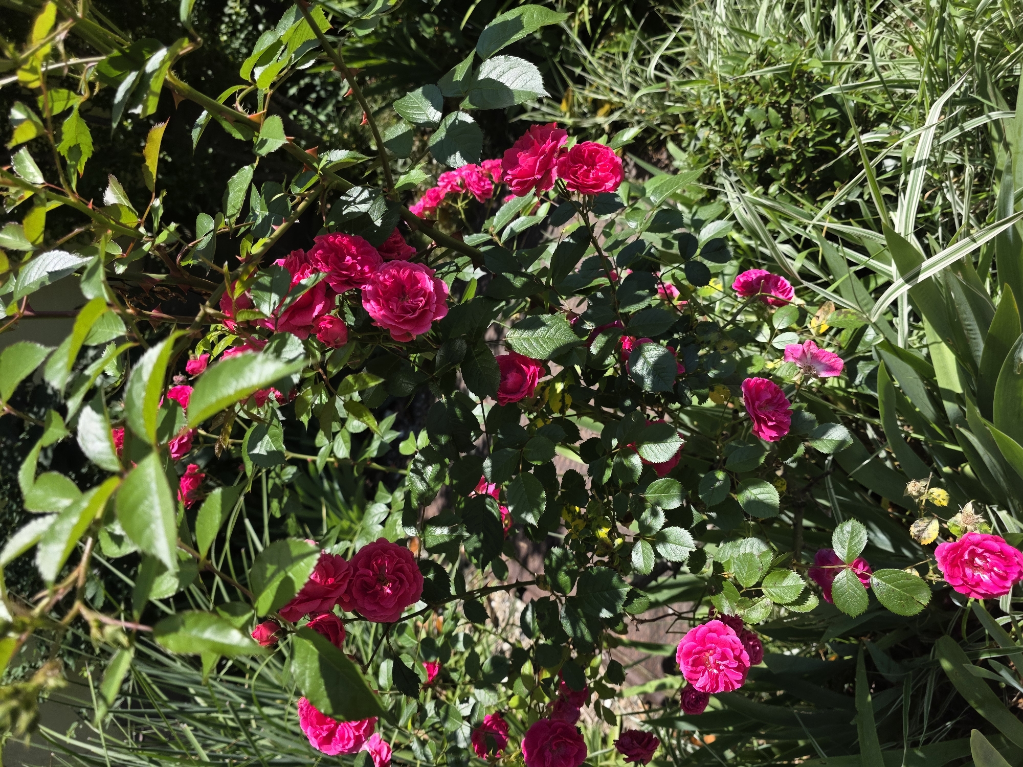 This media file captures a vibrant, sunlit close-up of a rose bush brimming with bright pink, almost fuchsia-colored, roses. The scene is a lush garden or natural outdoor setting, indicative of Sochi, Russia.
The central focus is a profusion of small to medium-sized roses, many in full bloom, clustered together on a thorny stem. Their petals are a vivid, saturated pink, contrasting beautifully with the rich green of their serrated leaves. Numerous leaves exhibit areas of shadow and highlight, suggesting strong, directional sunlight filtering through the foliage. Some of the rose stems are clearly visible, showcasing sharp thorns.
Surrounding the rose bush, particularly on the right side and in the background, is a variety of other green vegetation. This includes broad, flat leaves and distinctive long, thin blades of grass-like plants, some of which appear variegated with lighter stripes. The overall impression is one of dense, healthy plant life.
The strong shadows and bright highlights indicate a sunny day, likely morning or late afternoon, as the light appears to come from an angle, creating depth and texture within the foliage. No people or activities are visible, and there is no discernible text within the image. The scene evokes a sense of natural beauty and tranquility.