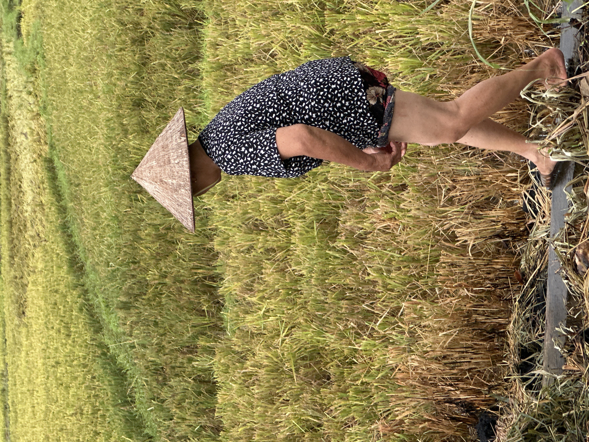 In Mai Chau, Vietnam, a person wearing a conical hat and a black and white floral-patterned shirt with patterned shorts walks through a rice paddy. The rice stalks are a mix of green and yellow, indicating the field is either recently harvested or nearing harvest. The person's left hand is partially visible near their waist. The ground in the foreground consists of mud and dried vegetation, with a log or plank of wood lying horizontally across it. The background shows more of the expansive rice field under what appears to be overcast conditions.