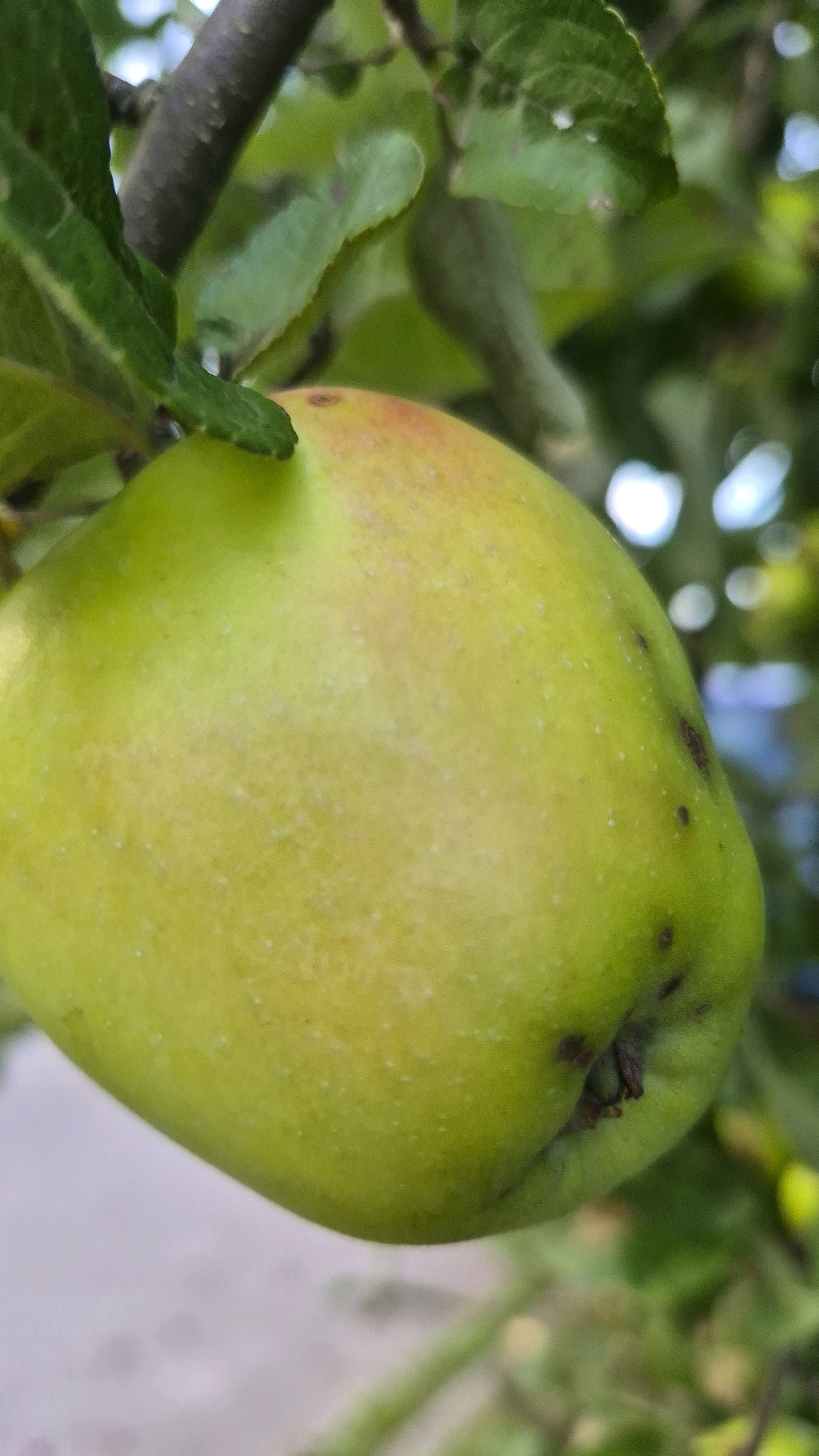 The image shows a close-up of a green apple hanging from a tree branch, surrounded by green leaves. The apple is the primary subject, with its skin exhibiting a slight yellowing and some small dark spots. The background is a blur of green foliage and out-of-focus circular lights, suggesting sunlight filtering through the leaves. The image appears to be a photograph taken outdoors. There is no discernible location in the city of Krauja, Latvia visible in the image.