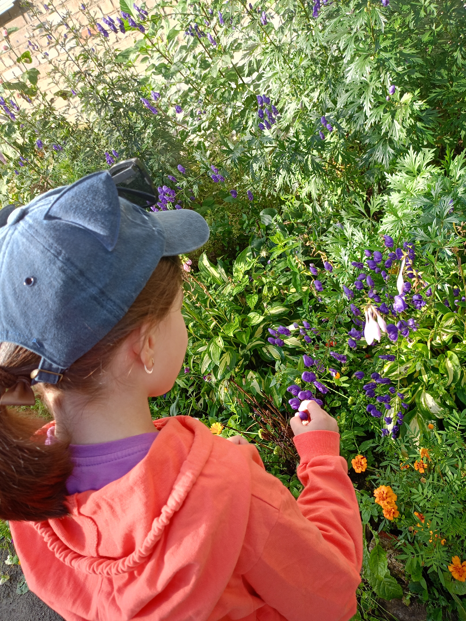 A young girl with brown hair pulled into a ponytail and wearing a blue denim cap with ear-like protrusions and a purple shirt under an orange hooded sweatshirt is observed from behind, looking at a flowering plant. Her right hand is reaching out towards the plant. The plant is tall and green with numerous small, deep purple, helmet-shaped flowers and some lighter pinkish-white flowers. There are also some smaller, bright orange flowers visible in the foreground. The background consists of a brick wall and more greenery. The scene appears to be an outdoor setting, possibly a garden or yard, given the presence of various plants and the brick wall. The lighting suggests it is daytime, with sunlight illuminating the scene. There is no specific information to place this image in the city of Zlatoust, Russia.