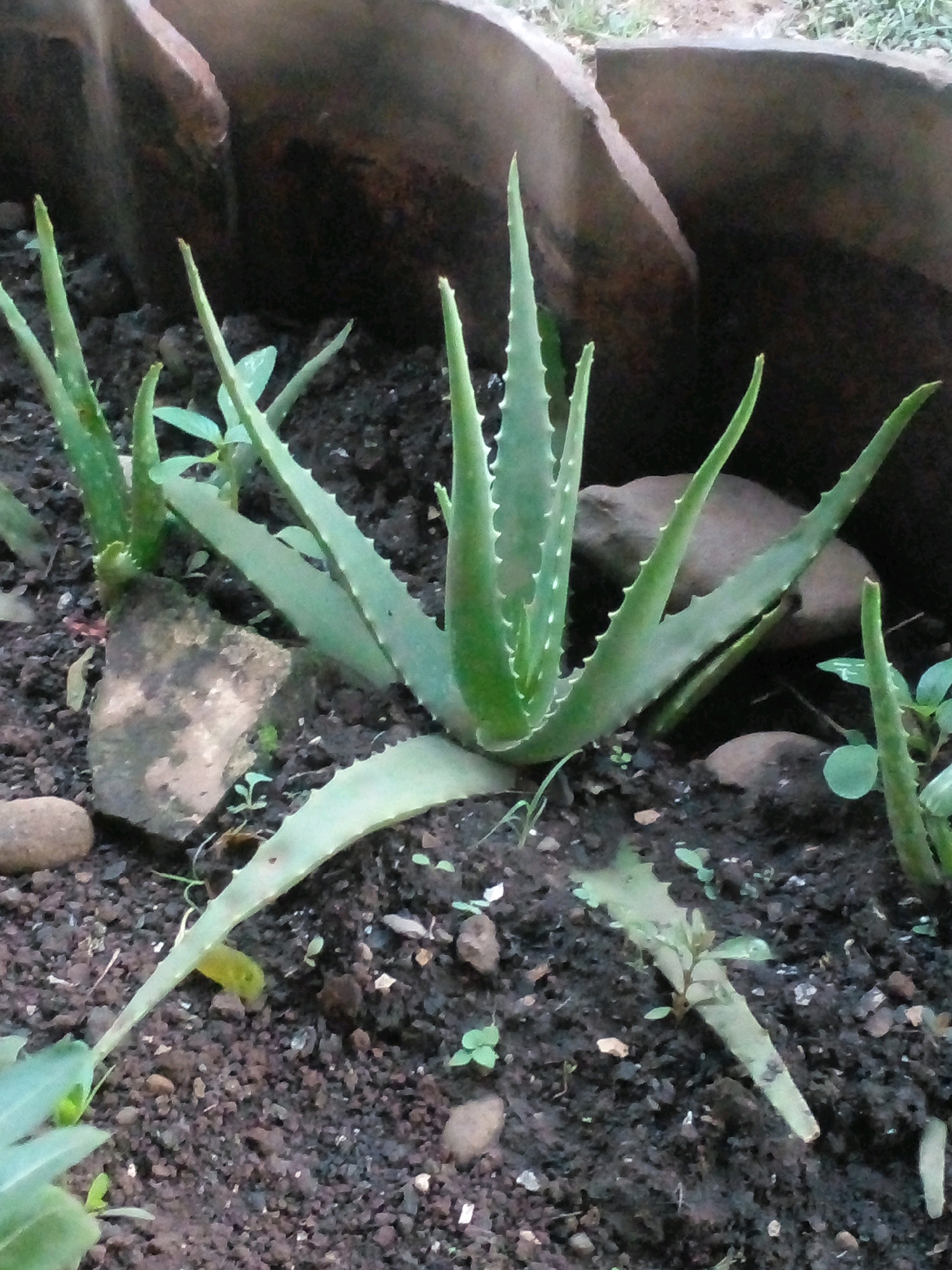 In Pungangan, Indonesia, an outdoor scene features several aloe vera plants growing in dark soil. The plants vary in size, with some smaller shoots and a larger, more established specimen in the center. The larger plant has thick, green, fleshy leaves with serrated edges, characteristic of aloe vera. Scattered around the plants are small pebbles and larger rocks, providing texture to the soil. In the background, a curved, reddish-brown object, possibly part of a pot or planter, forms a backdrop. The lighting suggests it is daytime, and the overall environment appears natural and somewhat untended.